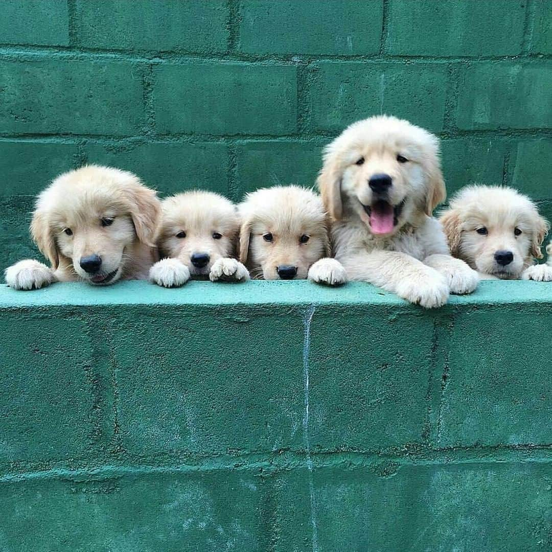 Kapten & Sonさんのインスタグラム写真 - (Kapten & SonInstagram)「'Whoever said you can't buy happiness forgot little puppies.' 🐶 What a picture full of happiness @dogs.lovers #bekapten #kaptenandson⁣ .⁣ .⁣ .⁣ #puppiesofinstagram #dogsofinstagram #dogstagram #puppy #puppylove #dog #dogsofinstagram #puppiesofinstagram」5月3日 15時10分 - kaptenandson