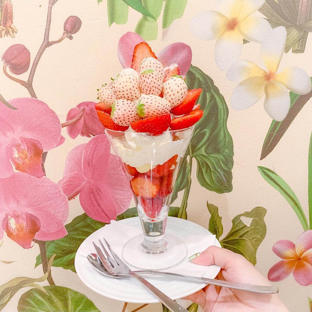 tomomi ❤︎ よしはしともみ ❤︎さんのインスタグラム写真 - (tomomi ❤︎ よしはしともみ ❤︎Instagram)「. . 🍈🍒🍋果実園リーベル🍋🍒🍈 . ☑︎季節限定イチゴパフェ ☑︎2色いちごズコットケーキ . ボリューミーでほぼいちご🍓で できてる贅沢すぎるパフェ🥄 と 可愛いピンクカラーでぎっしり イチゴで埋め尽くされたケーキを🍰 . リーベルはやっぱり壁際が可愛いスポット💕 . #kajitsuen #fruitparlour #parfait #strawberryparfait #shinjuku #cafe #shinjukucafe #tokyocafe #果実園リーベル #果実園リーベル新宿店 #フルーツパーラー #パフェ #白いちごパフェ #いちごパフェ #イチゴパフェ #苺パフェ #新宿カフェ #カフェ #東京カフェ #카페 #도쿄카페 #일본카페 #신주쿠 #신주쿠카페 #딸기 #딸기파르페」5月3日 15時23分 - tomomi_yoshihashi