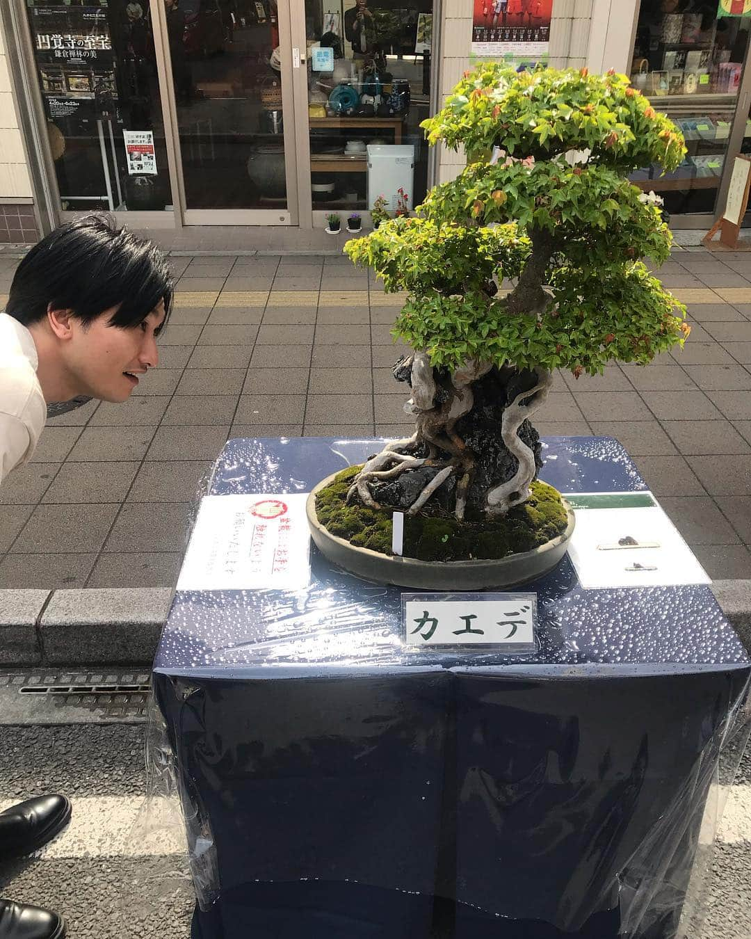 吉本拓さんのインスタグラム写真 - (吉本拓Instagram)「大宮春の盆栽祭りやってた！ 盆栽っていいなぁ。 山添って山添だなぁ。  #大宮春の盆栽祭り #盆栽 #山添 #ダイタク」5月3日 15時21分 - daitakutaku