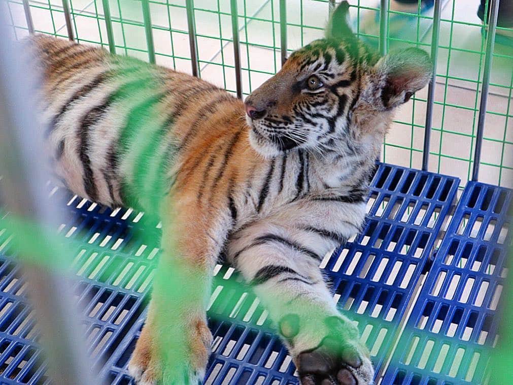 瀬戸早妃さんのインスタグラム写真 - (瀬戸早妃Instagram)「🐯🌴🐘🌴🐊﻿ ﻿ 本物の虎🐅と写真撮ってきたよー‼️﻿ ﻿ 📍シーラチャータイガーズー🐯﻿ 🎪Siracha tiger zoo ﻿ 341 Moo 3, Nongkham, Sriracha, Chonburi 20110 .  グルルルルってうなっててちょっと怖かったけど﻿ 飼育員さんの指導の元、﻿ 頭にタッチしたりOK🙆‍♀️で﻿ イケメンでおっきな虎に心奪われっぱなし🐯💕 ﻿ なんともいえない非日常体験に大興奮でした😊✨﻿ （1人で撮ってもグループ撮影でも どちらも200baht＝700円くらい◎）﻿ . タイガーズーという名前だけあり、虎はもちろん、象やワニもいっっぱい💕﻿ 象に乗ったりできるし🐘、ワニのショー🐊もみたよ✨ .  お利口さんに飼育されていて、休憩所やフォトスポットも沢山あって、今まで行った動物園の中で一番楽しかったです❤️﻿ ﻿ ☑︎dress @montresorsaki .new👗 ﻿ #sirachatigerzoo #shiracha #tigerzoo #シーラチャー #シーラチャータイガーズー #タイ #🇹🇭 #thailand #thai #zoo #動物園 #動物 #animals #animal #虎 #象 #ワニ #虎と写真 #大興奮 #exciting #タイ旅行 #旅行 #travel #travelabroad #モントレゾール #montresor#montresorsaki  #リゾートコーデ #双子コーデ #おそろコーデ」5月3日 15時27分 - plievesaki