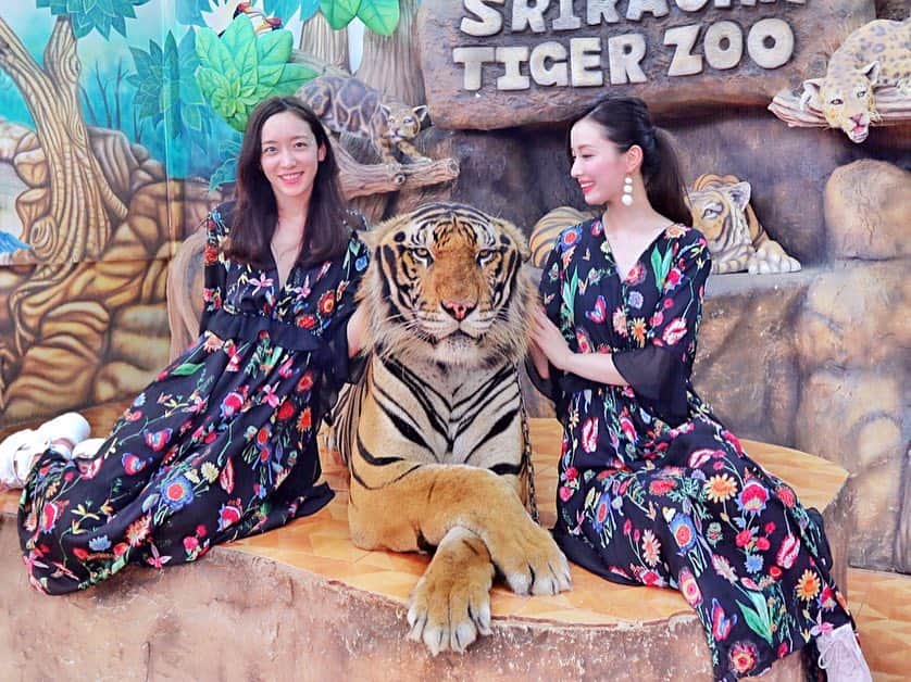 瀬戸早妃さんのインスタグラム写真 - (瀬戸早妃Instagram)「🐯🌴🐘🌴🐊﻿ ﻿ 本物の虎🐅と写真撮ってきたよー‼️﻿ ﻿ 📍シーラチャータイガーズー🐯﻿ 🎪Siracha tiger zoo ﻿ 341 Moo 3, Nongkham, Sriracha, Chonburi 20110 .  グルルルルってうなっててちょっと怖かったけど﻿ 飼育員さんの指導の元、﻿ 頭にタッチしたりOK🙆‍♀️で﻿ イケメンでおっきな虎に心奪われっぱなし🐯💕 ﻿ なんともいえない非日常体験に大興奮でした😊✨﻿ （1人で撮ってもグループ撮影でも どちらも200baht＝700円くらい◎）﻿ . タイガーズーという名前だけあり、虎はもちろん、象やワニもいっっぱい💕﻿ 象に乗ったりできるし🐘、ワニのショー🐊もみたよ✨ .  お利口さんに飼育されていて、休憩所やフォトスポットも沢山あって、今まで行った動物園の中で一番楽しかったです❤️﻿ ﻿ ☑︎dress @montresorsaki .new👗 ﻿ #sirachatigerzoo #shiracha #tigerzoo #シーラチャー #シーラチャータイガーズー #タイ #🇹🇭 #thailand #thai #zoo #動物園 #動物 #animals #animal #虎 #象 #ワニ #虎と写真 #大興奮 #exciting #タイ旅行 #旅行 #travel #travelabroad #モントレゾール #montresor#montresorsaki  #リゾートコーデ #双子コーデ #おそろコーデ」5月3日 15時27分 - plievesaki