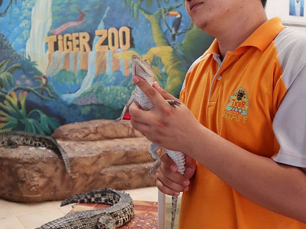 瀬戸早妃さんのインスタグラム写真 - (瀬戸早妃Instagram)「🐯🌴🐘🌴🐊﻿ ﻿ 本物の虎🐅と写真撮ってきたよー‼️﻿ ﻿ 📍シーラチャータイガーズー🐯﻿ 🎪Siracha tiger zoo ﻿ 341 Moo 3, Nongkham, Sriracha, Chonburi 20110 .  グルルルルってうなっててちょっと怖かったけど﻿ 飼育員さんの指導の元、﻿ 頭にタッチしたりOK🙆‍♀️で﻿ イケメンでおっきな虎に心奪われっぱなし🐯💕 ﻿ なんともいえない非日常体験に大興奮でした😊✨﻿ （1人で撮ってもグループ撮影でも どちらも200baht＝700円くらい◎）﻿ . タイガーズーという名前だけあり、虎はもちろん、象やワニもいっっぱい💕﻿ 象に乗ったりできるし🐘、ワニのショー🐊もみたよ✨ .  お利口さんに飼育されていて、休憩所やフォトスポットも沢山あって、今まで行った動物園の中で一番楽しかったです❤️﻿ ﻿ ☑︎dress @montresorsaki .new👗 ﻿ #sirachatigerzoo #shiracha #tigerzoo #シーラチャー #シーラチャータイガーズー #タイ #🇹🇭 #thailand #thai #zoo #動物園 #動物 #animals #animal #虎 #象 #ワニ #虎と写真 #大興奮 #exciting #タイ旅行 #旅行 #travel #travelabroad #モントレゾール #montresor#montresorsaki  #リゾートコーデ #双子コーデ #おそろコーデ」5月3日 15時27分 - plievesaki