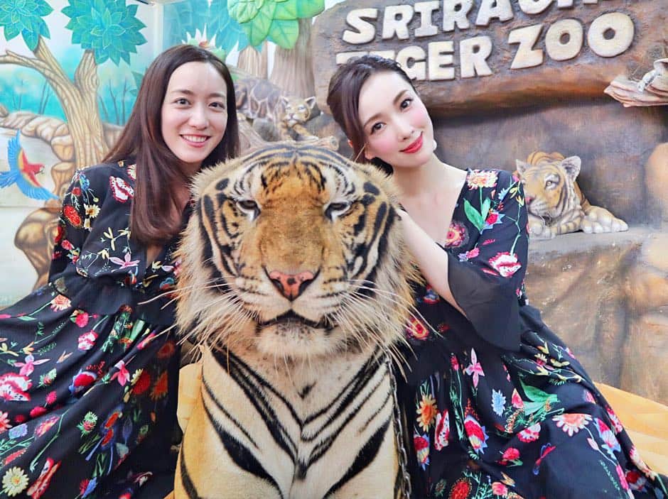 瀬戸早妃さんのインスタグラム写真 - (瀬戸早妃Instagram)「🐯🌴🐘🌴🐊﻿ ﻿ 本物の虎🐅と写真撮ってきたよー‼️﻿ ﻿ 📍シーラチャータイガーズー🐯﻿ 🎪Siracha tiger zoo ﻿ 341 Moo 3, Nongkham, Sriracha, Chonburi 20110 .  グルルルルってうなっててちょっと怖かったけど﻿ 飼育員さんの指導の元、﻿ 頭にタッチしたりOK🙆‍♀️で﻿ イケメンでおっきな虎に心奪われっぱなし🐯💕 ﻿ なんともいえない非日常体験に大興奮でした😊✨﻿ （1人で撮ってもグループ撮影でも どちらも200baht＝700円くらい◎）﻿ . タイガーズーという名前だけあり、虎はもちろん、象やワニもいっっぱい💕﻿ 象に乗ったりできるし🐘、ワニのショー🐊もみたよ✨ .  お利口さんに飼育されていて、休憩所やフォトスポットも沢山あって、今まで行った動物園の中で一番楽しかったです❤️﻿ ﻿ ☑︎dress @montresorsaki .new👗 ﻿ #sirachatigerzoo #shiracha #tigerzoo #シーラチャー #シーラチャータイガーズー #タイ #🇹🇭 #thailand #thai #zoo #動物園 #動物 #animals #animal #虎 #象 #ワニ #虎と写真 #大興奮 #exciting #タイ旅行 #旅行 #travel #travelabroad #モントレゾール #montresor#montresorsaki  #リゾートコーデ #双子コーデ #おそろコーデ」5月3日 15時27分 - plievesaki
