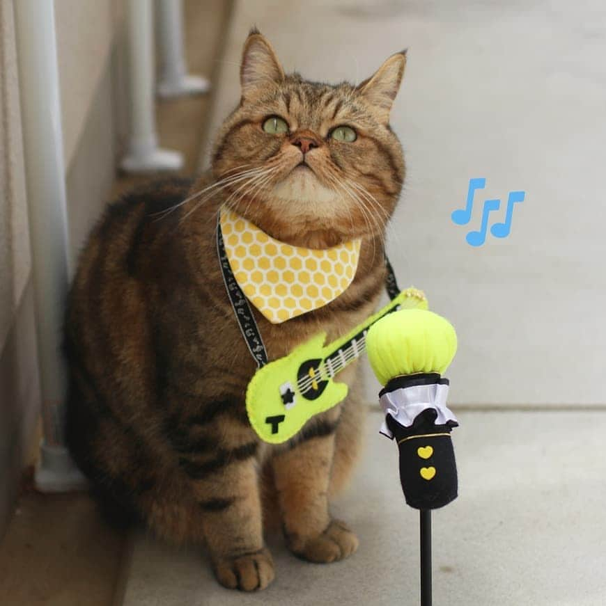 寅次郎（とらちゃん）さんのインスタグラム写真 - (寅次郎（とらちゃん）Instagram)「☆ Street musician🐻🎸🎶 . GWは路上で単独ライブにゃ🎸🎶 . #おひねりはカリカリでお願いします😹 . #ころちゃんバンド #寅コレ . .」5月3日 15時41分 - torachanthecat