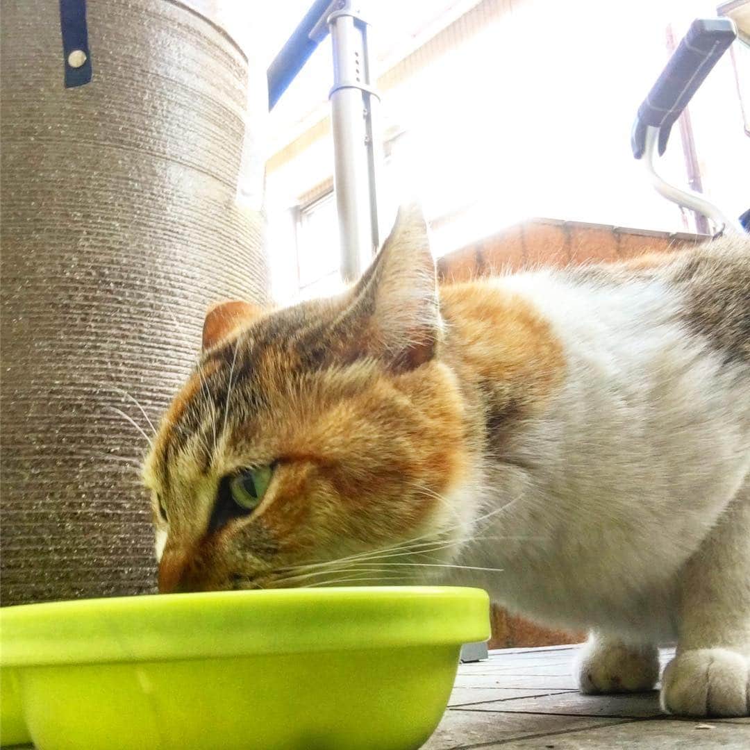 Kachimo Yoshimatsuさんのインスタグラム写真 - (Kachimo YoshimatsuInstagram)「おはよう！ビビ子！ おどおどビビ子。 #uchinonekora #bibiko #sotononekora #neko #cat #catstagram #kachimo #猫 #ねこ #うちの猫ら http://kachimo.exblog.jp」5月3日 16時05分 - kachimo