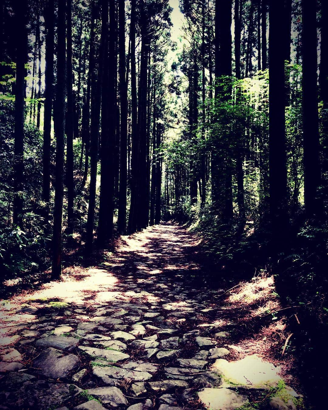 のインスタグラム：「#箱根街道 #gw」
