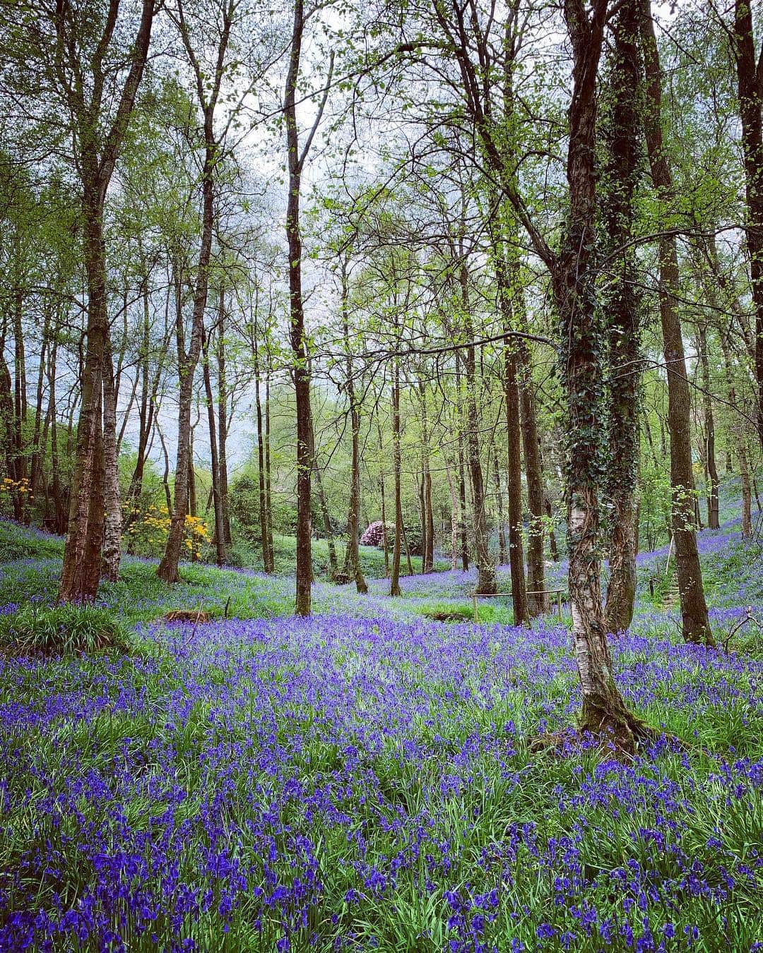 Tea and sittingのインスタグラム：「I can’t thank @susanna.white enough for sharing these amazing bluebell woods with me yesterday afternoon...💙🌿 ( there are more pics in my Stories too ) #bluebells #bluebellwoods」