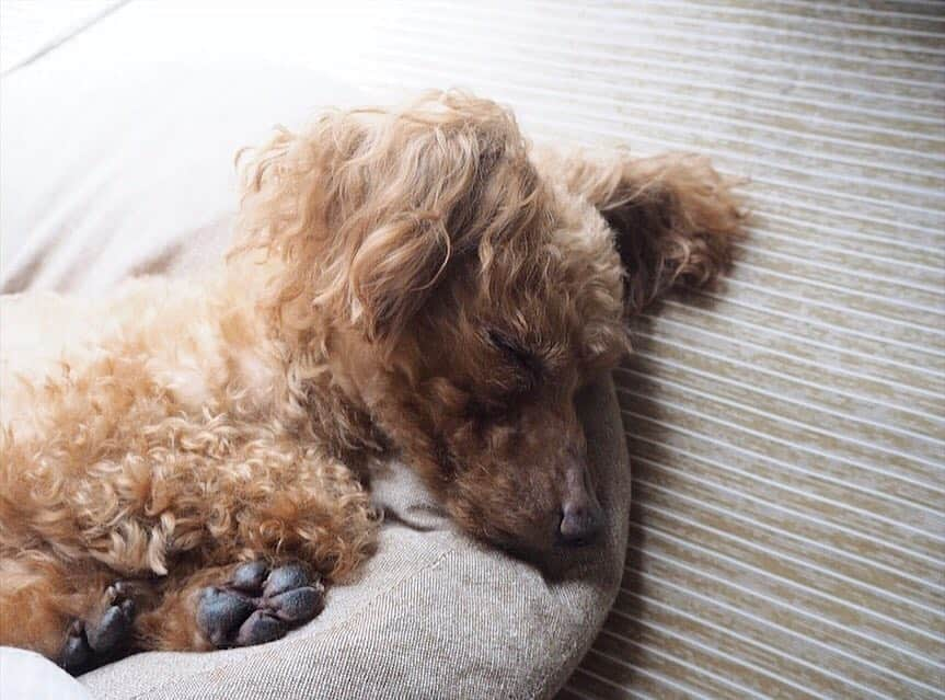 高岡凜花さんのインスタグラム写真 - (高岡凜花Instagram)「． 寝顔可愛いの〜」5月3日 16時27分 - rinka_takaoka_official