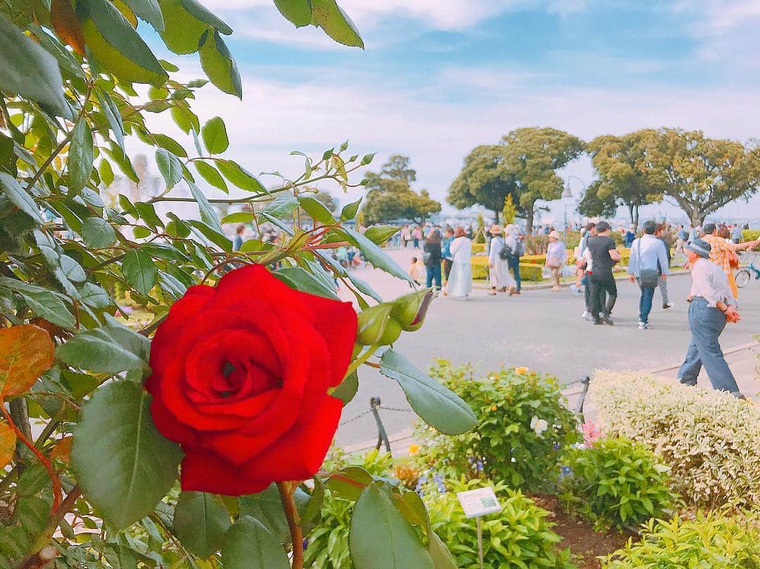 伊瀬茉莉也さんのインスタグラム写真 - (伊瀬茉莉也Instagram)「🌹 * #yokohama  #yamashitapark  #rose #rosegardens」5月3日 16時29分 - mariya_ise