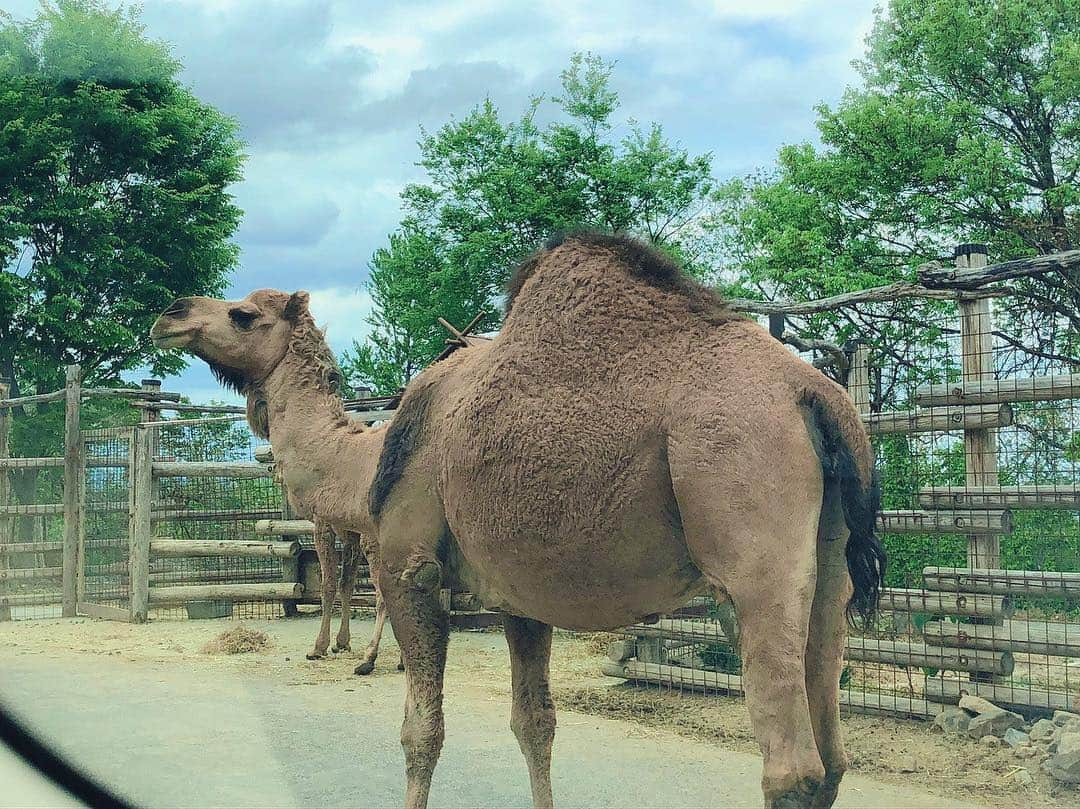 夏江紘実さんのインスタグラム写真 - (夏江紘実Instagram)「・ 今日ラジオで紹介した『群馬サファリパーク🐯🦁🐲』！！ ・ こないだ実際に行ってきたのだけど、凄い迫力で楽しかったよ❤️💕 ドライブソングはインディジョーンズの曲、ウルフルズのアニマルを聴きたくなるよね〜☺️ ・ ・ #ハロアイ  #群馬サファリパーク #picture #photography #instagram #instagood #picstagram #rion #tiger #whitetiger #safari #park #animal」5月3日 16時44分 - kaehiromi