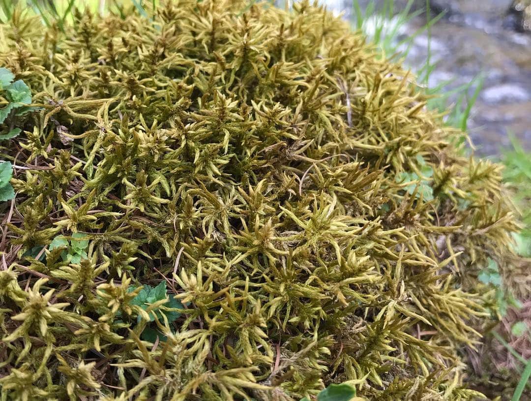 竹本健一さんのインスタグラム写真 - (竹本健一Instagram)「楽しすぎる🌵 #moss #苔 #今日の苔スポ #nofilter  #green」5月3日 16時47分 - takemotokenichi