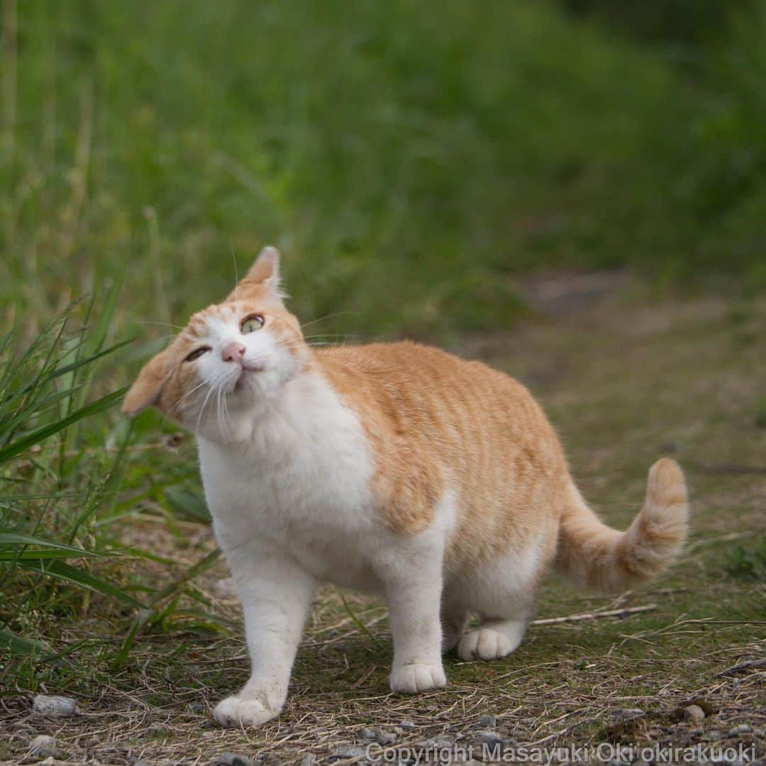 Masayukiさんのインスタグラム写真 - (MasayukiInstagram)「お耳ぱたぱた。  #cat #ねこ」5月3日 17時01分 - okirakuoki