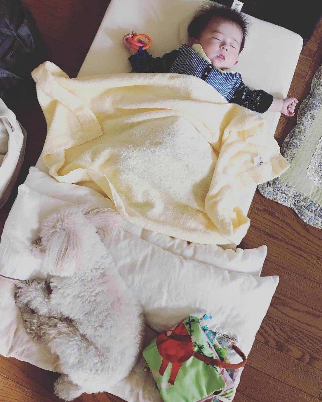 sioneのインスタグラム：「昨日は自分の実家へ。今日は嫁様の実家へ。仲良く寝てらっしゃる。」