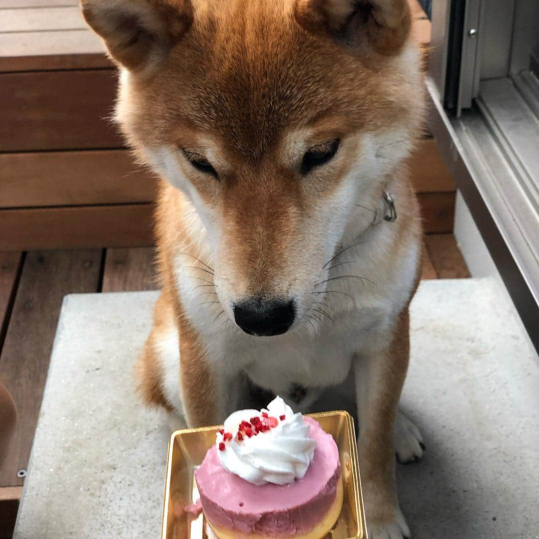 舞名里音さんのインスタグラム写真 - (舞名里音Instagram)「じゃじゃまる はじめて ケーキを たべるの巻。  #がんばったごほうび #じゃじゃまる #はじめて #初体験 #ケーキ  #苺のムース #いちご #苺 #🍓 #なんだこれ #どきどき #どんな味かな #じゃじゃまる日記 #ありがとうございます」5月3日 17時19分 - maina_rion