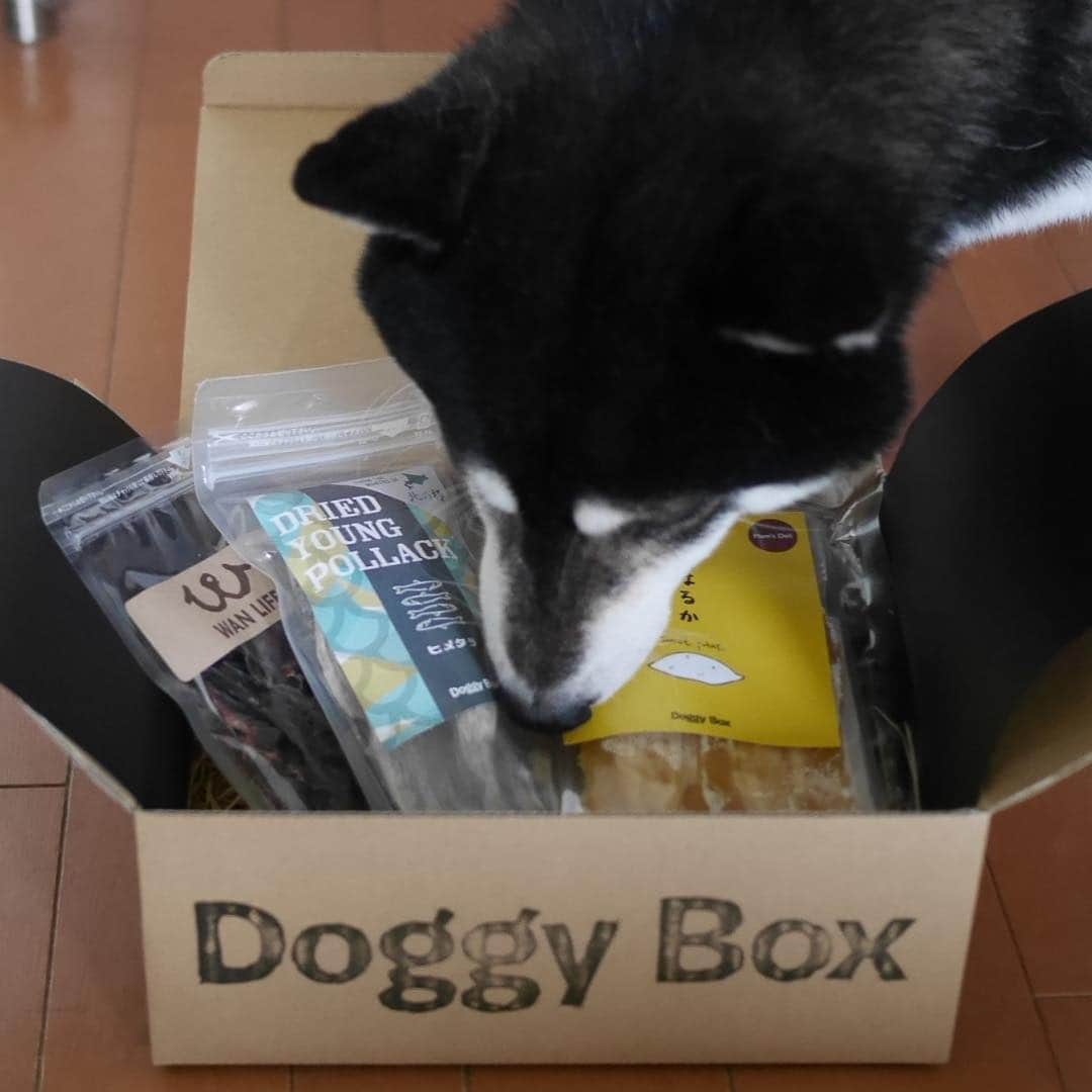 くろさんのインスタグラム写真 - (くろInstagram)「🐾 @doggybox_jp さんから再びお試しくださいと届きました📦 オヤツ3つとパイレーツハット🎩 この後遊びたおしておりました🏴‍☠️ 🐾以下、Doggy BoxさんのWebからコピペ🐾 ワンちゃんとファミリーのみなさまにもっと笑顔あふれる毎日を送ってもらいたい… そういう思いからDoggy Boxは生まれました。 Boxには毎月新しいテーマのもと、ワンちゃんのためのとびきり可愛いおもちゃや、安心して食べることのできるナチュラルなおやつを厳選して用意しています。 #doggybox #ドキボ #doggybox_jp #PR #kuroshiba #blackshiba #shibainu #shibastagram #instadog #dogstagram #柴犬 #黒柴 #黑柴 #日本犬 #和犬 #シニア犬 #癒し犬 #いぬら部 #ふわもこ部 #柴犬部 #モフモフ生命体 #柴犬のいる暮らし #わんこのいる暮らし #わんこのいる生活 #わんこと一緒 #わんダフォ #わんだふるjapan」5月3日 17時29分 - m6bmw
