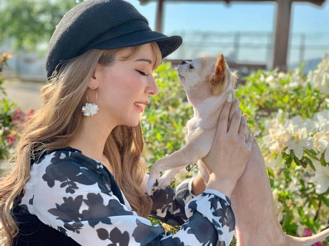 吉川ちかさんのインスタグラム写真 - (吉川ちかInstagram)「犬達と実家のツツジの前で 写真撮ったよん🥺💓 福岡天気ぽかぽか〜!! . 気持ちいいよね♡ 今日は福岡市内へ お出かけ行ってるよ☺️💕 暴飲暴食してきます✊笑 . #実家#dog#犬#ツツジ#チワワ#犬がいる暮らし#福岡#筑豊#5月」5月3日 17時43分 - yoshikawachika_1116