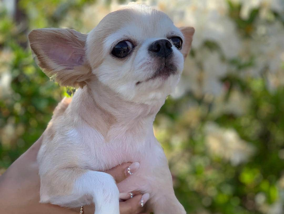 吉川ちかさんのインスタグラム写真 - (吉川ちかInstagram)「犬達と実家のツツジの前で 写真撮ったよん🥺💓 福岡天気ぽかぽか〜!! . 気持ちいいよね♡ 今日は福岡市内へ お出かけ行ってるよ☺️💕 暴飲暴食してきます✊笑 . #実家#dog#犬#ツツジ#チワワ#犬がいる暮らし#福岡#筑豊#5月」5月3日 17時43分 - yoshikawachika_1116