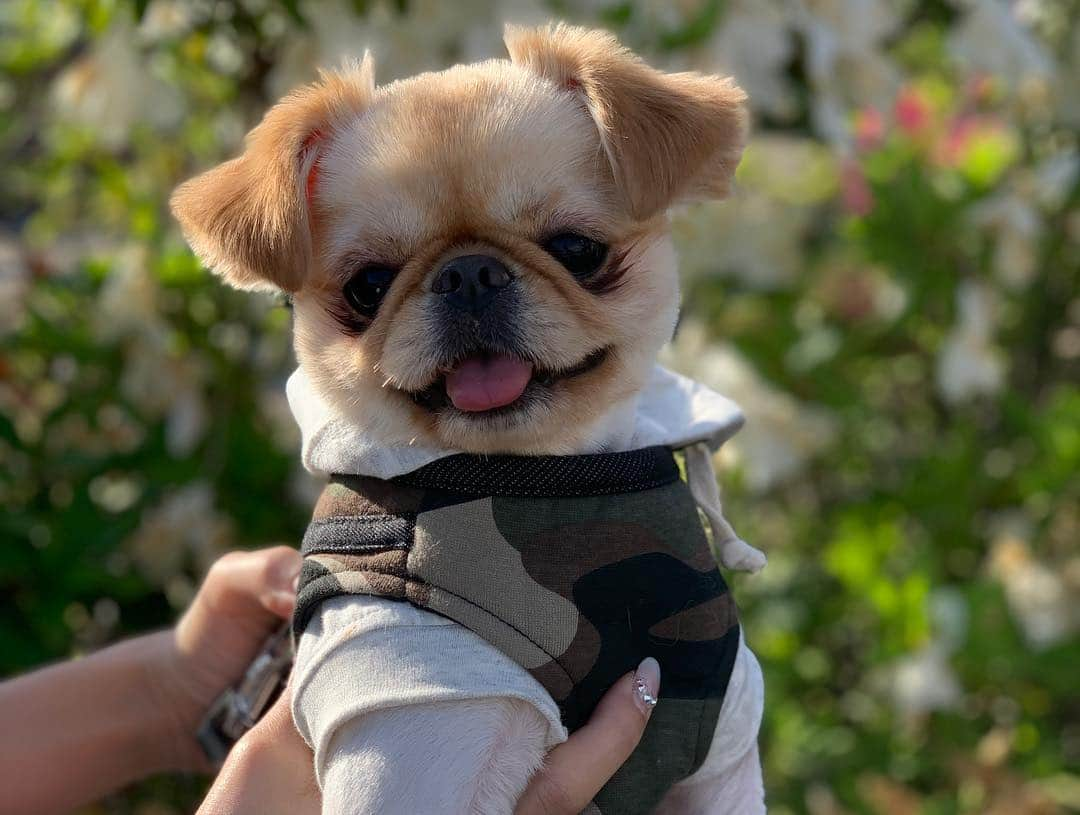 吉川ちかさんのインスタグラム写真 - (吉川ちかInstagram)「犬達と実家のツツジの前で 写真撮ったよん🥺💓 福岡天気ぽかぽか〜!! . 気持ちいいよね♡ 今日は福岡市内へ お出かけ行ってるよ☺️💕 暴飲暴食してきます✊笑 . #実家#dog#犬#ツツジ#チワワ#犬がいる暮らし#福岡#筑豊#5月」5月3日 17時43分 - yoshikawachika_1116