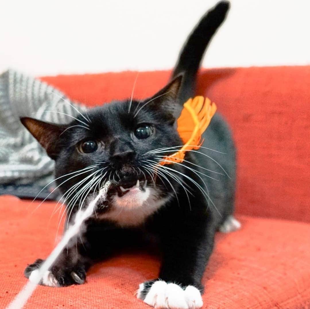 CatStockerのインスタグラム：「Hello! #catstocker is here!  Follow our FURRriend @neko_no_rakuen  Scroll right for more pictures 👉 . . . . .  #cat #neko #mačka #chat #kočka #котка #kotek #kot #кіт #mače #кошка #кот #katze #gato #gatto #kissa #kattunge #猫 #고양이 #貓 #kedi #köttur #kissanpentu #חתול #кішка #kedicik #кошеня #gattino #子猫」
