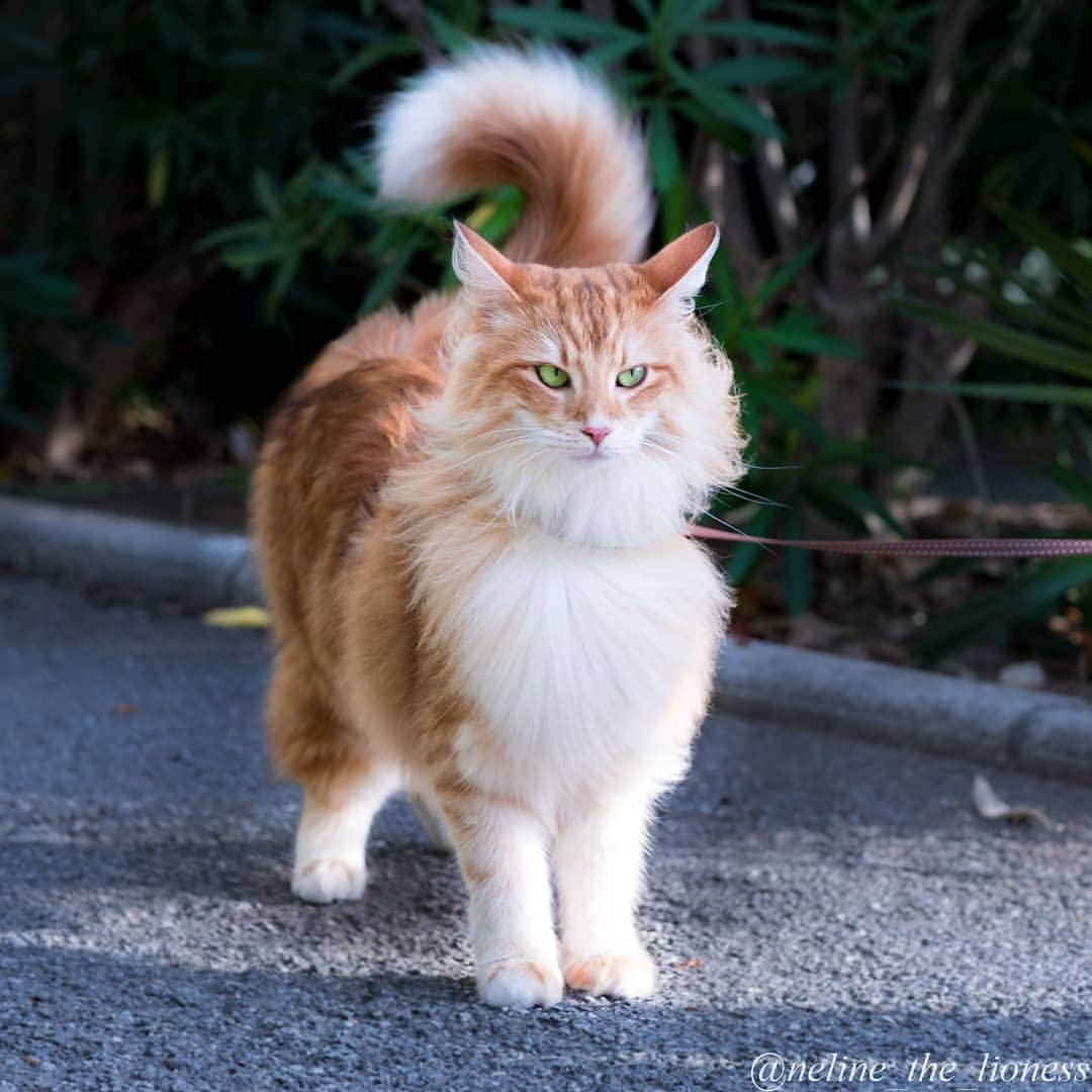 Aww Clubさんのインスタグラム写真 - (Aww ClubInstagram)「Everywhere the light touches is my kingdom 📷@neline_the_lioness  #meowed #norwegianforestcat #adventurecat #ambercat #meowdels」5月3日 17時37分 - meowed