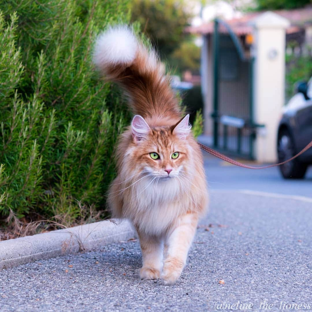 Aww Clubさんのインスタグラム写真 - (Aww ClubInstagram)「Everywhere the light touches is my kingdom 📷@neline_the_lioness  #meowed #norwegianforestcat #adventurecat #ambercat #meowdels」5月3日 17時37分 - meowed