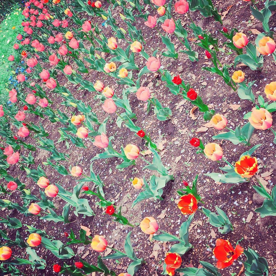 平野ノラさんのインスタグラム写真 - (平野ノラInstagram)「🌷🌷🌷🌷🌷🌷🌷🌷🌷🌷🌷🌷🌷🌷🌷🌷 #花を愛でる #オニュー  #スニーカー  #平野ノラ #okバブリー」5月3日 18時41分 - noranoranora1988