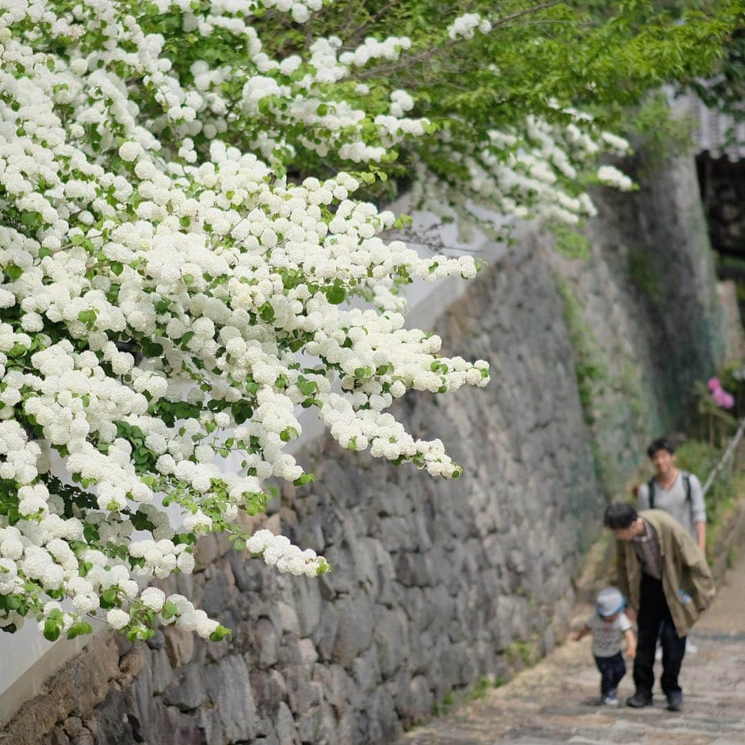 奈良 長谷寺 / nara hasederaさんのインスタグラム写真 - (奈良 長谷寺 / nara hasederaInstagram)「行く春、#オオデマリ 白に色付く  Around the end of spring. Viburnum plicatum is colored and it is pleasant weather in early summer.  #長谷寺 #奈良長谷寺 #総本山長谷寺 #花の御寺 #奈良 #hasedera #hasederatemple #temple #japan #japanesetraditional #pilgrimage #nara #tourism #sightseeing #japanesetemple #西国 #西国三十三所 #霊場 #巡礼 #四寺巡礼 #やまとびとツアーズ #長谷寺が好き #わたしは奈良派」5月3日 17時58分 - hase_dera