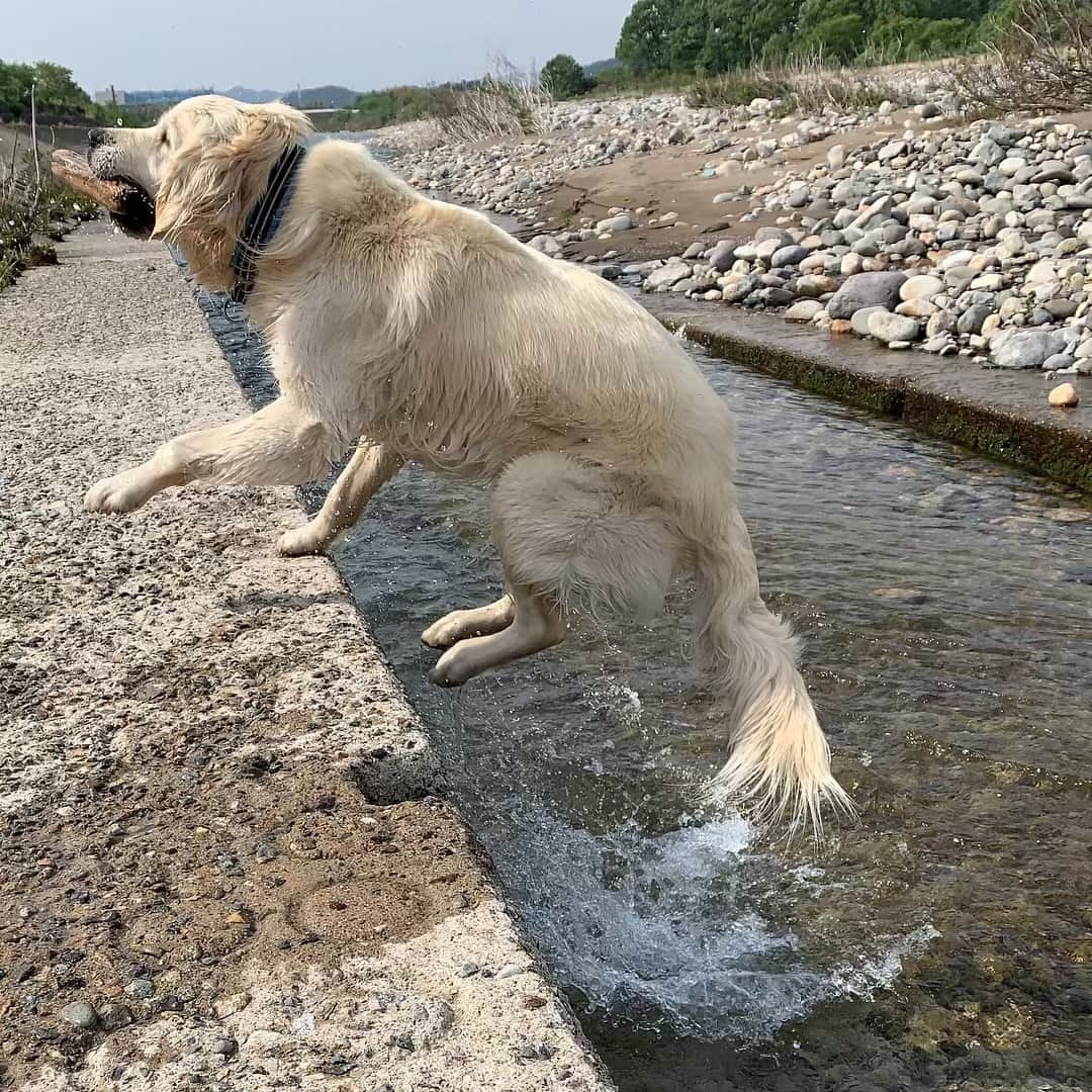 P太郎ママさんのインスタグラム写真 - (P太郎ママInstagram)「だだちゃんは。 水が嫌いなわけじゃないの。 むしろ、好き。 …水深5センチまでなら。 #ゴールデンレトリバー  #goldenretriever  せっかく清流があっても。 コンクリ水路の方が安心できる残念な子。 いいけどね。 楽しんでくれれば！ …最後、ホラー。 いや、楽しんどる顔だから！」5月3日 18時03分 - ptarodada