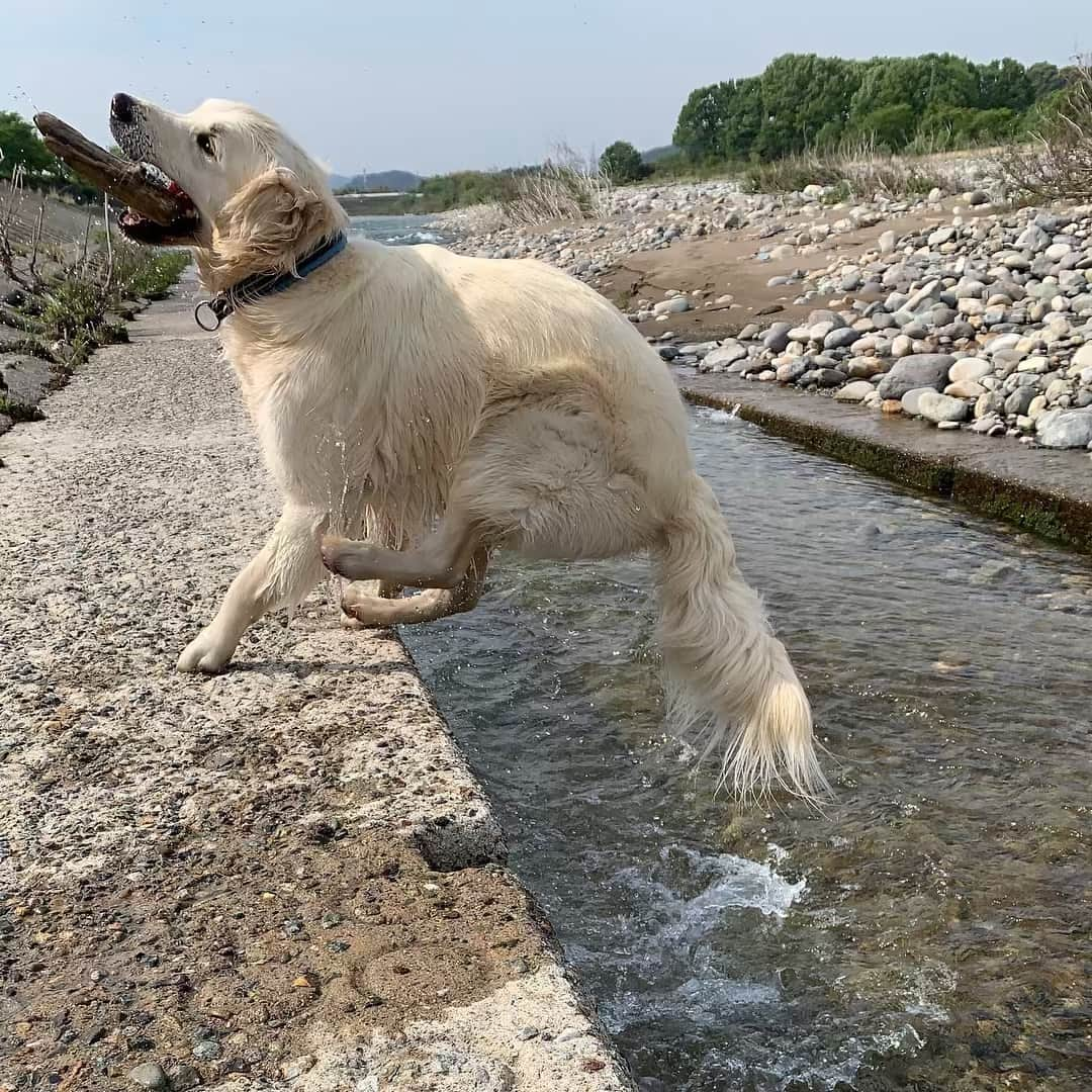 P太郎ママさんのインスタグラム写真 - (P太郎ママInstagram)「だだちゃんは。 水が嫌いなわけじゃないの。 むしろ、好き。 …水深5センチまでなら。 #ゴールデンレトリバー  #goldenretriever  せっかく清流があっても。 コンクリ水路の方が安心できる残念な子。 いいけどね。 楽しんでくれれば！ …最後、ホラー。 いや、楽しんどる顔だから！」5月3日 18時03分 - ptarodada