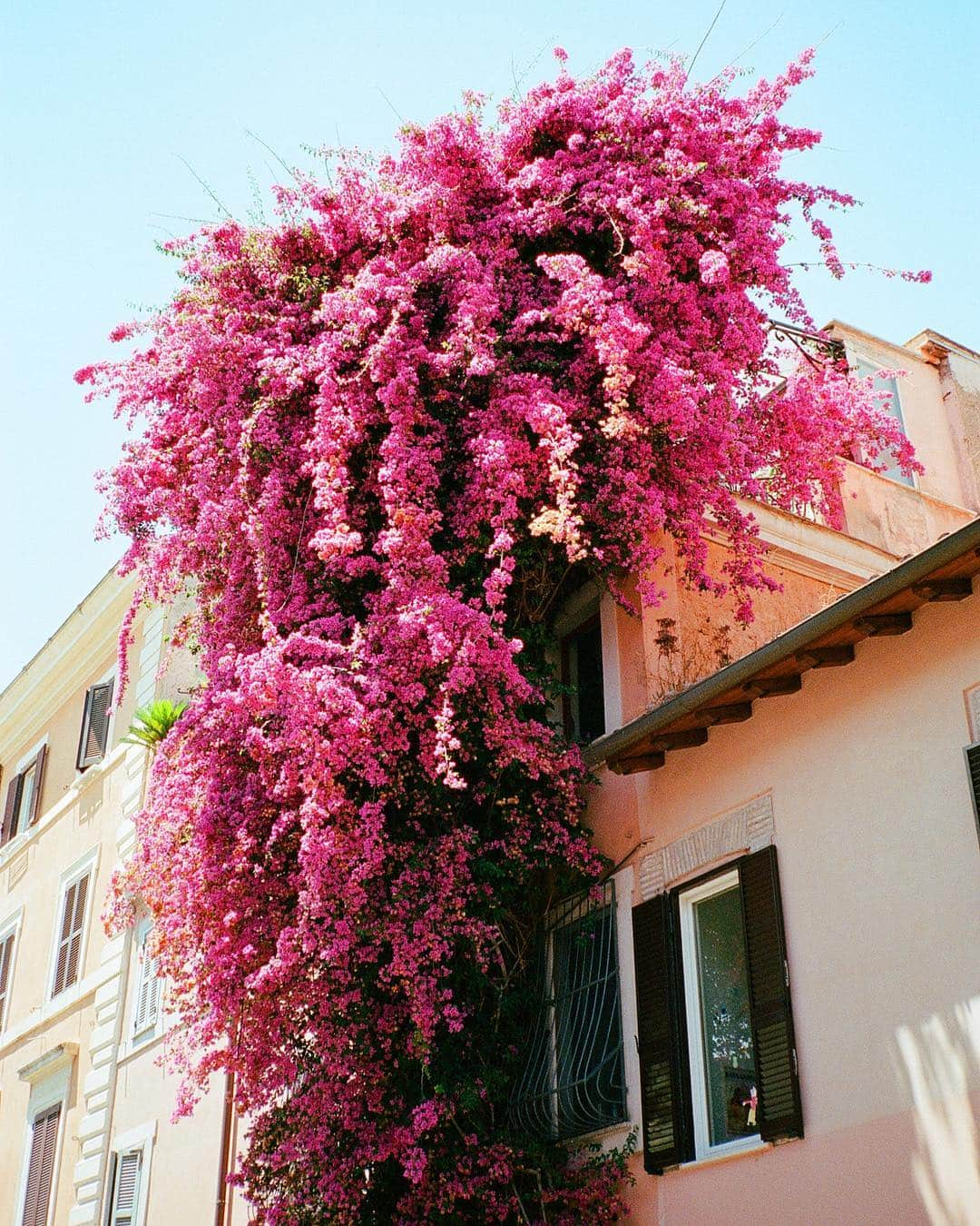 Meganさんのインスタグラム写真 - (MeganInstagram)「ROMA! #bouganvillea #rome #italy #goopgo #designmilktravels #suitcasetravels #35mm #alwaysgo」5月3日 18時24分 - zanzan_domus