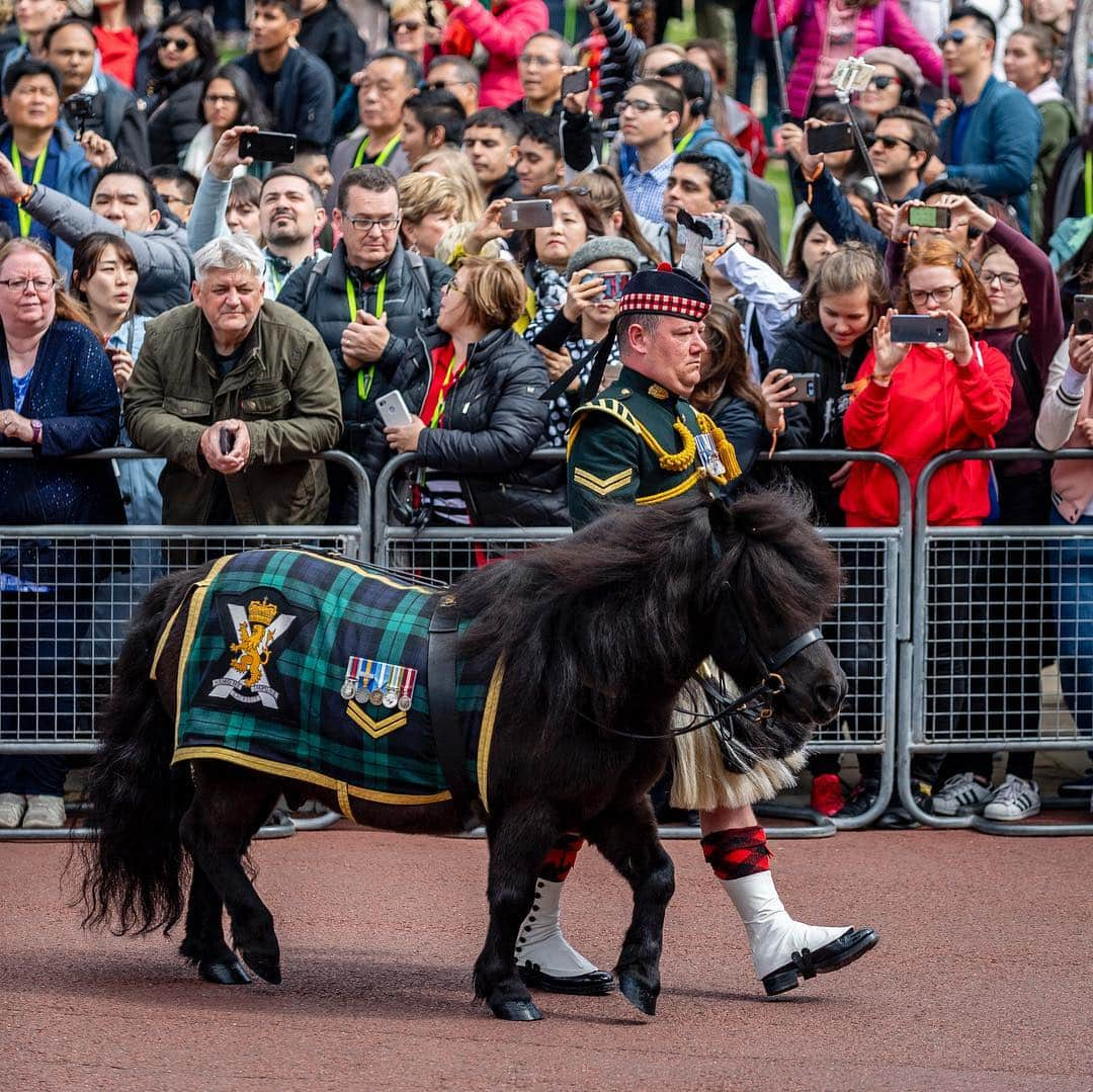 ロイヤル・ファミリーさんのインスタグラム写真 - (ロイヤル・ファミリーInstagram)「Corporal Cruachan IV, Shetland pony and @theroyalregimentofscotland’s (SCOTS) mascot, led the Balaklava Company into Windsor Castle yesterday, where soldiers performed Guard Change there for the first time.  Her Majesty The Queen is Colonel-in-Chief of SCOTS and Royal Colonel of the Balaklava Company who have also Mounted the Guard at Buckingham Palace, St James’s Palace and The Tower of London in recent weeks.  Follow the link in our bio to meet Cruachan IV! 🐴  Video: Royal Communications  Images: @armyinscotland」5月3日 18時29分 - theroyalfamily