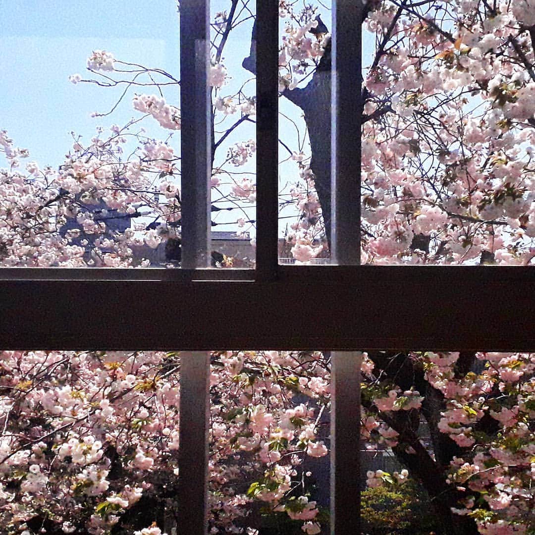 倉岡晋也のインスタグラム：「Sakura ✓ I feel brighter ベストシーズンは逃したけど、 今年も桜見れてよかった そして、日本に産まれた事を誇りに思います」