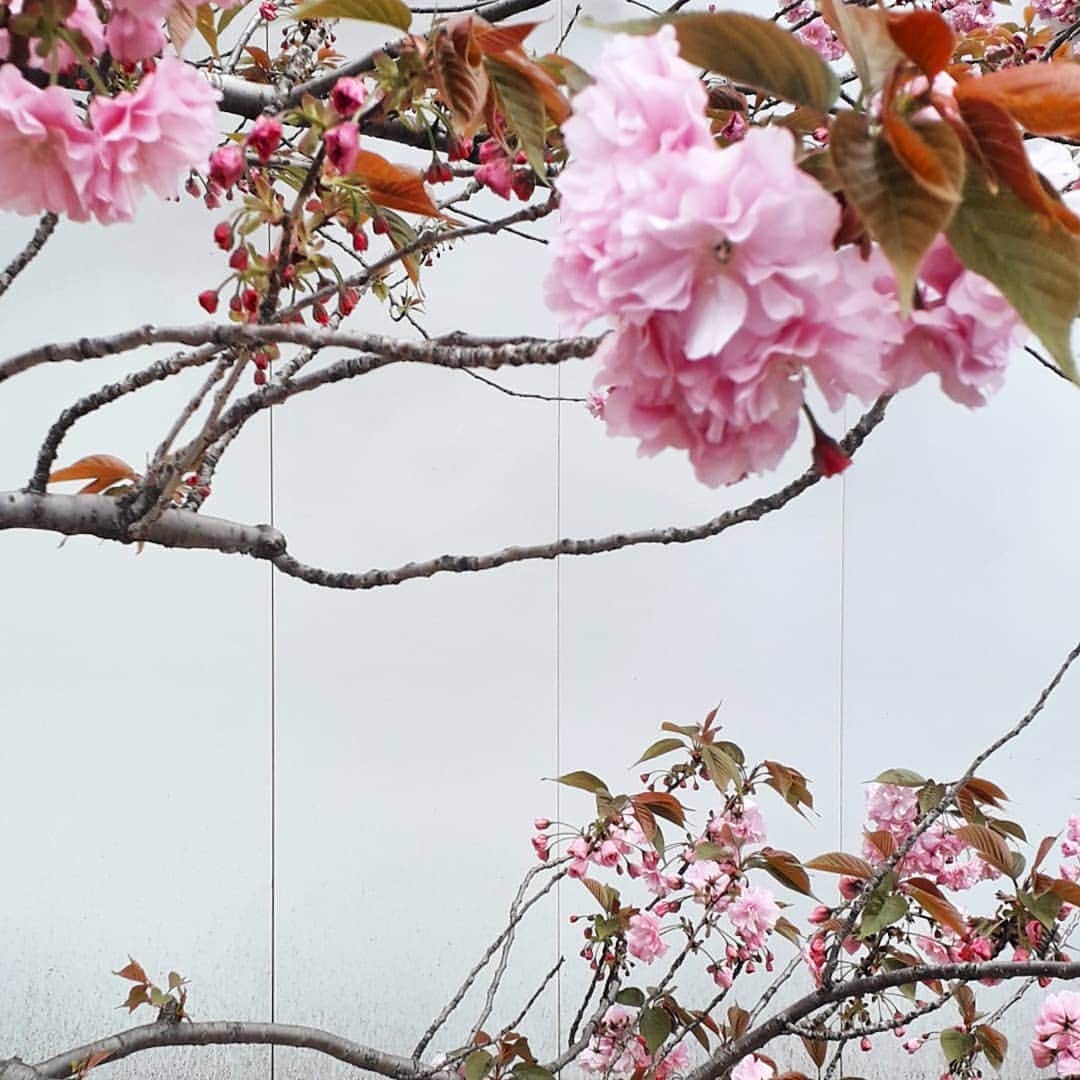 倉岡晋也さんのインスタグラム写真 - (倉岡晋也Instagram)「Sakura ✓ I feel brighter ベストシーズンは逃したけど、 今年も桜見れてよかった そして、日本に産まれた事を誇りに思います」5月3日 18時35分 - shinyakuraoka