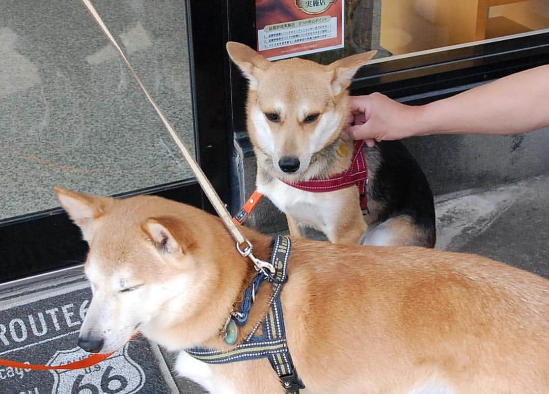 がんちゃんさんのインスタグラム写真 - (がんちゃんInstagram)「5/2は７匹大集合〜🐕🐕🐕 フレンドリーな子もそうでない子も(我が家の2匹)それぞれ可愛い💕 はちべぇ君、リョマ＆タロ君、コロちゃん、もみじちゃん @hachishibano @hati_oyaji @aiai_85 @shibainukoromomiji さんありがとうございました😊」5月3日 18時46分 - kota2ann