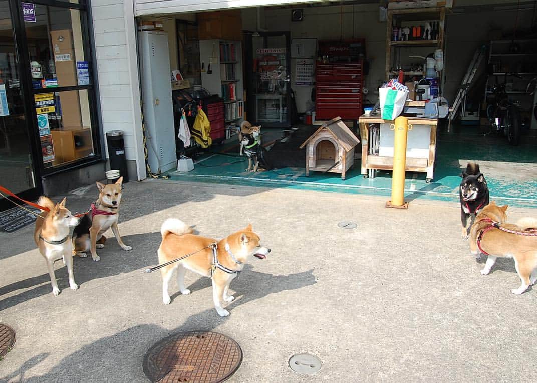のインスタグラム：「5/2は７匹大集合〜🐕🐕🐕 フレンドリーな子もそうでない子も(我が家の2匹)それぞれ可愛い💕 はちべぇ君、リョマ＆タロ君、コロちゃん、もみじちゃん @hachishibano @hati_oyaji @aiai_85 @shibainukoromomiji さんありがとうございました😊」