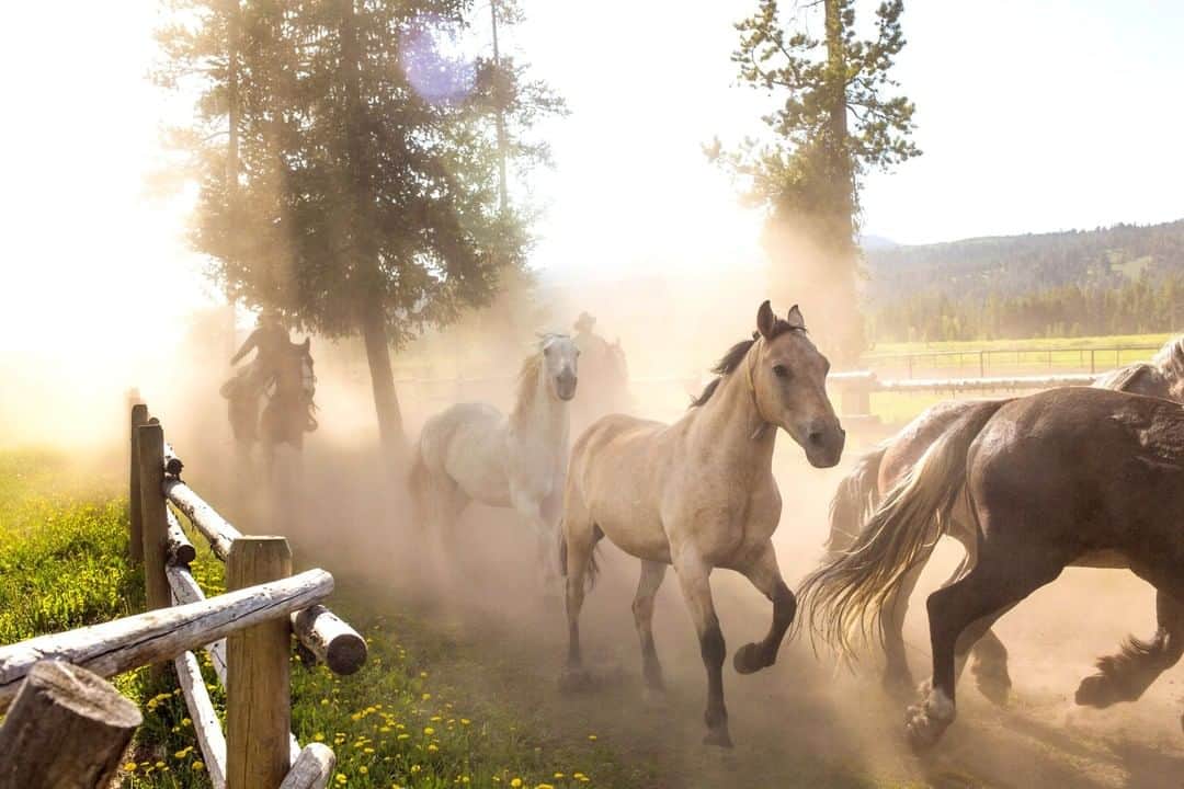 National Geographic Travelさんのインスタグラム写真 - (National Geographic TravelInstagram)「Photo by @sofia_jaramillo5 | Horses are released at Turpin Meadow Ranch near Moran, Wyoming. For more photos of ranching and agriculture follow me @sofia_jaramillo5 #horsesofinsta #cowboys #cowgirls #equine」5月3日 18時49分 - natgeotravel