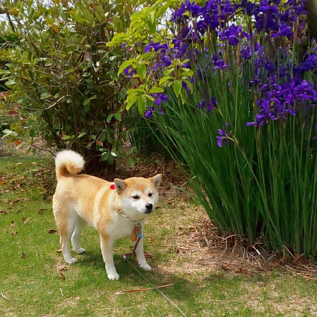 shibainu berryさんのインスタグラム写真 - (shibainu berryInstagram)「🐻No! 1、2枚目 先日の#イヤイヤさん 玄関先で番犬活動したいらしい😅 抜け毛でリードが毛だらけ〜😨 3枚目〜 @kami.yukiyo チャロちゃん小梅ちゃんとランチ行ったよ🍛🥗 こういうとこ行くと落ち着かなくて全く写真を撮ってないおかん…チャロ小梅はんママに写真もらった。…が、全部ソロ😂さすが柴犬😂 むくみんは実家にお泊り中でじじばばとお出掛けしてたから行ってないよ😅ガウガウの小梅ちゃんにパンチして怒られるとこ見たかったな🤣 迷子犬の掲示板 @maigo_dog の名刺も置かせてもらってます✨ テラス席ワンコokの居心地のいいカフェでした〜🤗 #徳島 #コモドカフェ #❤️迷子犬の掲示板応援団 @maigo_dog  #❤️迷子犬の掲示板四国応援 @maigo_dog_shikoku #めざせ迷子犬ゼロ👌 #柴犬 #べりやん #べりむく #多頭飼い #berry #shiba #shibainu  #shibainumania #ぷにっと部 #口角キュキュッと部  #チーム俺様 →部員絶賛募集中 #shiba_snap #proudshibas #west_dog_japan #サンデイ #instagramjapan #ふわもこ部 #pecoいぬ部 #pecotv #buzzfeedanimals #dogsofinstagram #dogsofinstaworld #dogs_of_instagram #9gag」5月3日 19時02分 - shibainu.berry