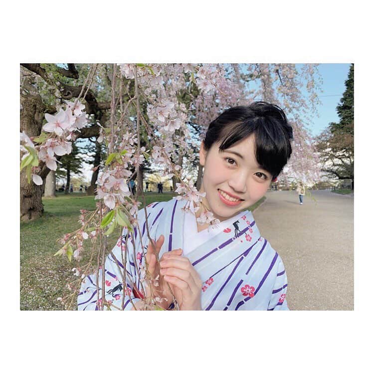 彩香さんのインスタグラム写真 - (彩香Instagram)「🌸👘 #kanamori さん #buzzhare さん #カナモリ #バズヘアー #101回目の桜 #弘前 #hirosaki #cherryblossom #kimono」5月3日 18時59分 - saika_ringomusume