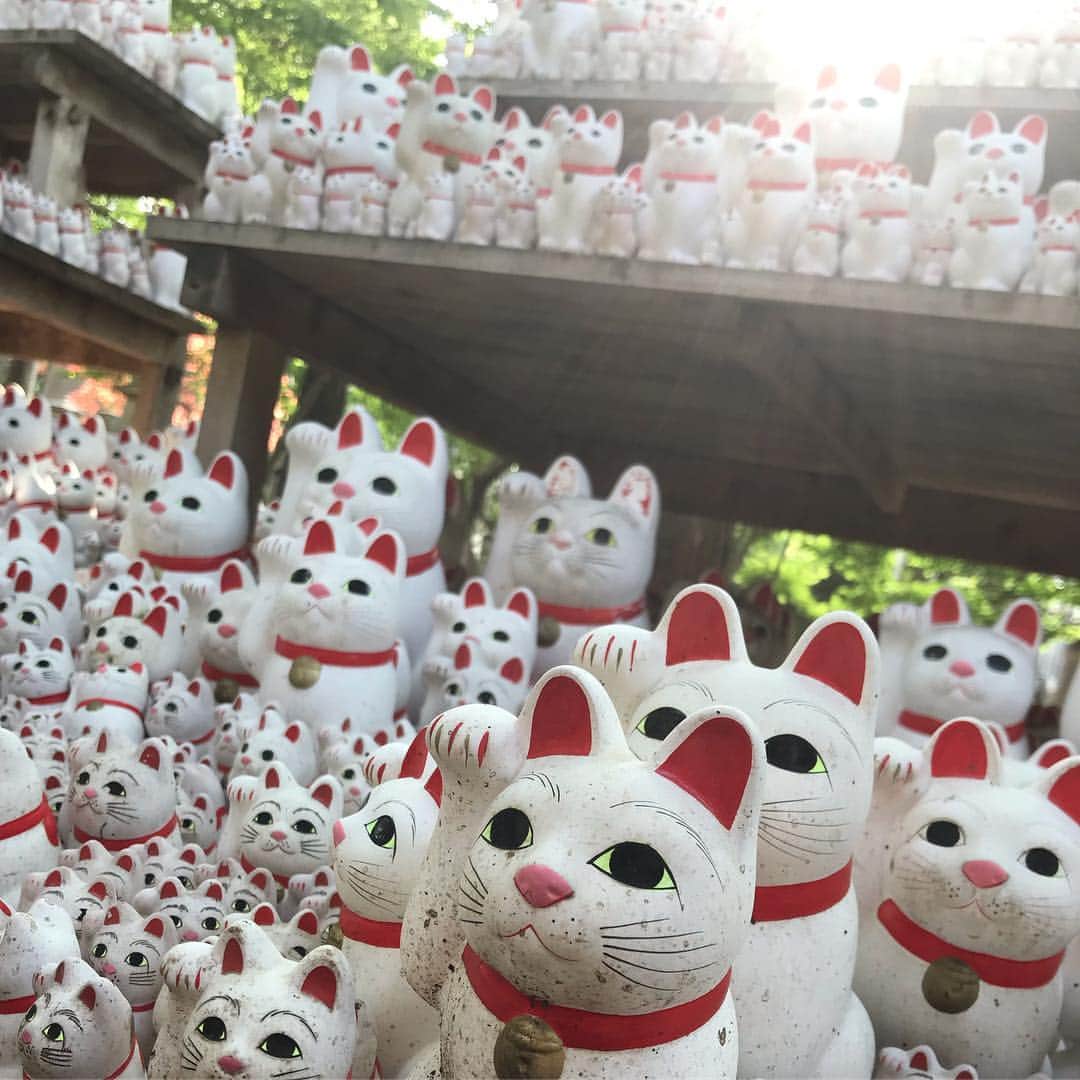兼田恵さんのインスタグラム写真 - (兼田恵Instagram)「東京と思えない広さと空気。。 綺麗に管理されていて見所満載なお寺さんでした( ´ ▽ ` ) 井伊家のお墓に招き猫に三重塔に！ す、て、き！ #豪徳寺 #井伊家菩提寺 #招き猫」5月3日 19時06分 - earl_megu