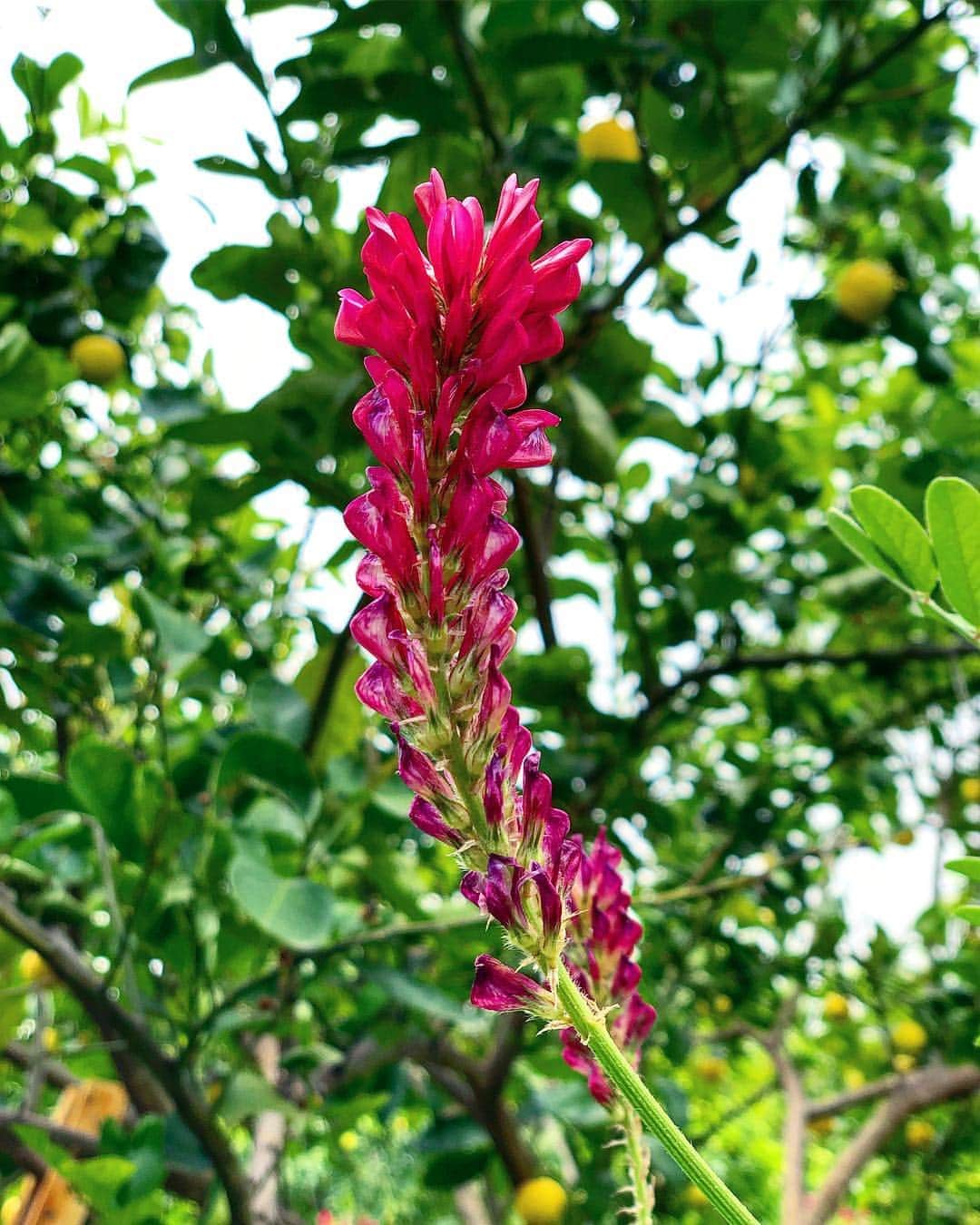 三吉彩花さんのインスタグラム写真 - (三吉彩花Instagram)「私達は今回の旅でとても貴重な体験をさせていただきました。  YSLのフレグランス、  そしてスキンケアの製品を作るにあたって  とても重要な場所であるOurika Garden  ここはとても貴重な成分であるCactus、Damask rose、Iris、Saffron、Marigold、oliveなど  様々な植物を自分たちの手で一つ一つ栽培していると共に  ここに住む女性たちが活躍する場所を作るという素晴らしい考えのもとに形成されています。  ここで私達は今回のスキンケア商品、PURE SHOTSに主成分として使われているCactusを植えさせていただきました。  これが大きく成長し、  そして素晴らしい成分を作り出して  PURE SHOTSが完成します。  微力ではありますが私達もこのプロジェクトに少しでも力を添えることが出来たら嬉しいです。  #yslbeauty  #pureshots #livefaststayyoung」5月3日 19時20分 - miyoshi.aa
