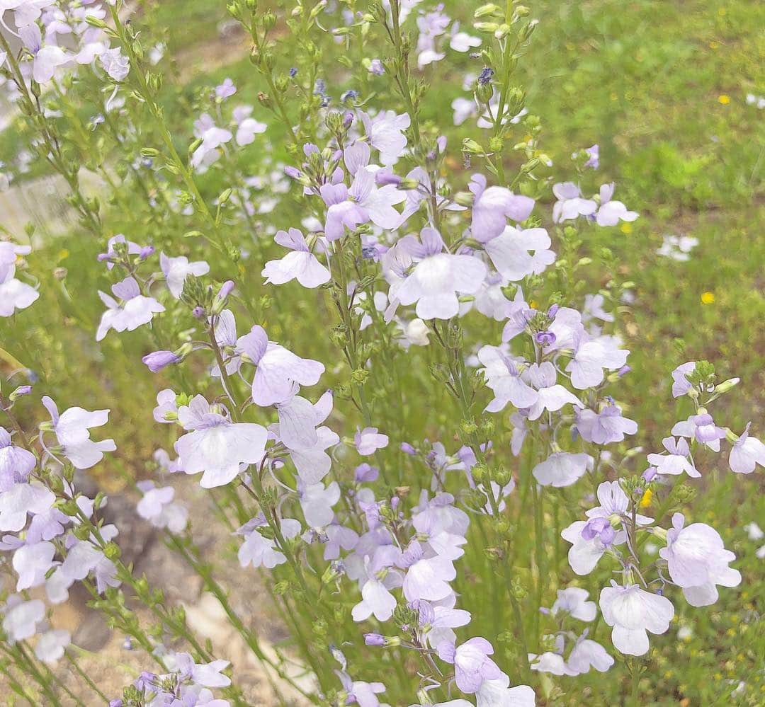 高橋七実のインスタグラム：「・ ・ 会場に咲いていたお花が とても可愛かったので写真を撮りました ・ #マツバウンラン っていうお花みたいです😮 ・ ・ #お花 #Flower #purple #💐」