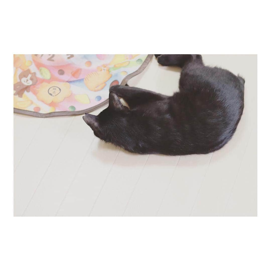 こむぎさんのインスタグラム写真 - (こむぎInstagram)「* 2019.5.3 わたち2歳になったよ🎉 まずはオヤツを食べて、 あたらちいネズミのオモチャと ボールがコロコロするオモチャはしっぽくんに貸してあげたよ😸 羽根がくるくる動くオモチャは交代で遊ぶにゃ〜😸 ・ 2歳は人間で例えるなら22〜24歳。 大きくなったね〜😭 体重も4.9キロとビッグなごまちゃん🤗 太ってはいないんだけどね、体が大きくて😅 おめでとうごまちゃん🎂 大好きだよー✨✨✨ あっ、ニャンコロビーは去年の誕生日でも買ったんだけど、ジアルジアになった時にオモチャほとんど処分しちゃって🤣買い直したよ🤗 待たせてごめんね〜💦 #黒猫ごま味 #2歳誕生日 #3日はこむぎのなむなむの日🙏🏻 #動画のこの後咥えて引っ張って壁にぶつけて電池飛び出してた🤣 #怪力だけど優しい子だよ🤗✨ #happybirthday」5月3日 19時22分 - tomochunba