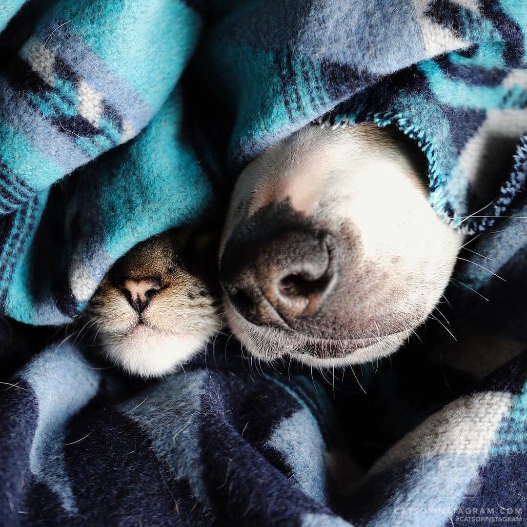 Cats of Instagramさんのインスタグラム写真 - (Cats of InstagramInstagram)「From @henrythecoloradodog: “Daily dose of happiness = 1 kitty boop ☝🏼 + 1 doggo boop ☝🏼” #catsofinstagram」4月19日 12時07分 - cats_of_instagram