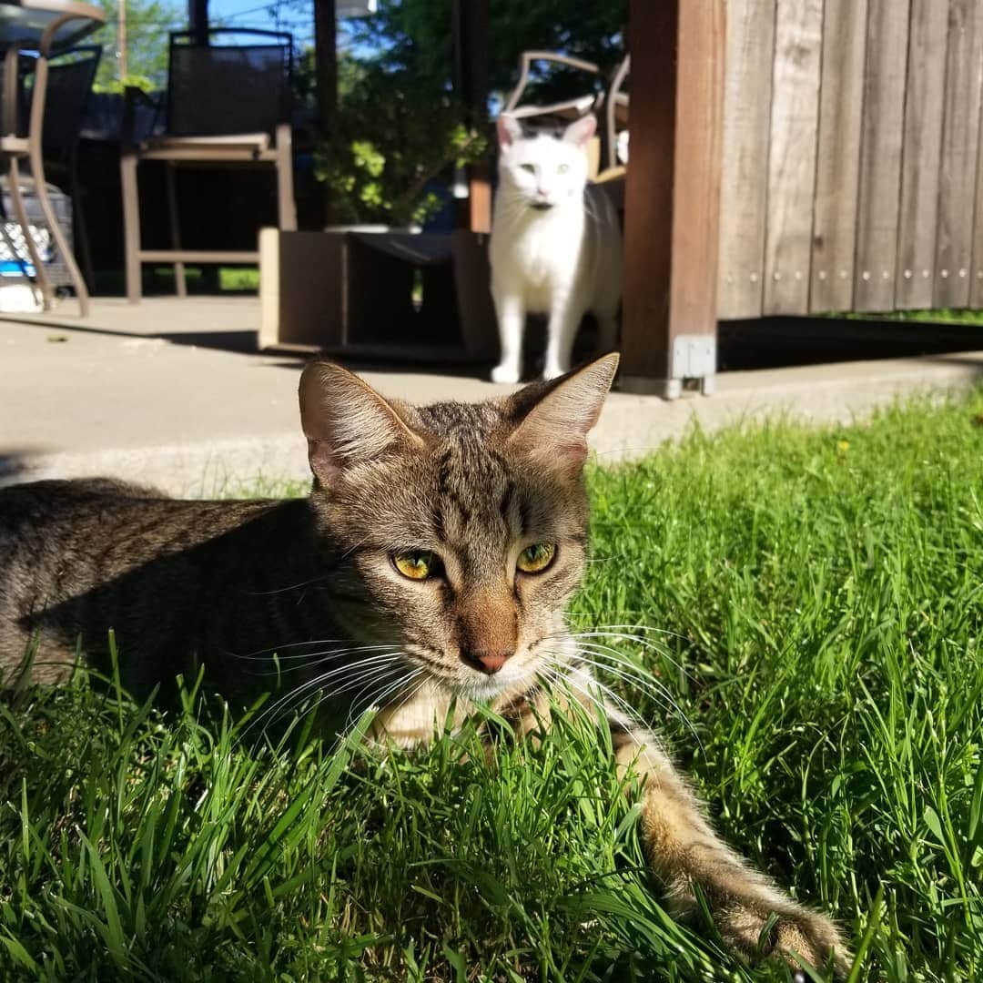 Garyさんのインスタグラム写真 - (GaryInstagram)「Stan finally ventured off of the patio and it's hard to tell who's more confused about it #definitelygus #Guan」4月19日 10時40分 - omgdeedee