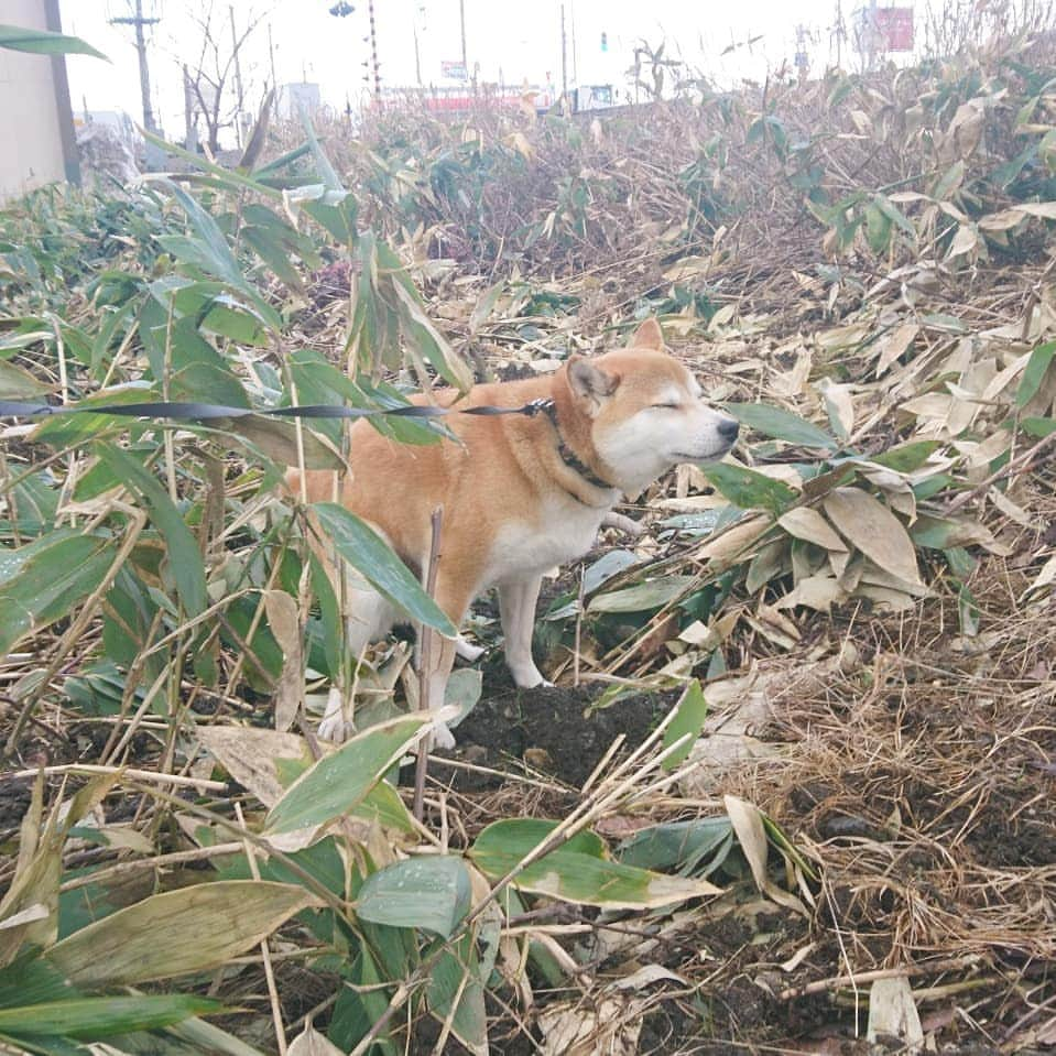 柴犬⭐️サスケさんのインスタグラム写真 - (柴犬⭐️サスケInstagram)「#朝ん歩 #今日の💩#茶助#🐶📷 #pecoいぬ部 #shibagram #shibasnap #犬ら部#犬バカ部#柴犬#赤柴#わんだフォ#愛犬#犬ら部#ふわもこ部#しばいぬ#日本犬#🐕📷#shibagram#shibastagram#Japanesedog#시바견#시바이누#시바스타그램#kaumo#pecoいぬ部#柴北会#family#dog#shibainu#shiba」4月19日 10時43分 - shiba20150405