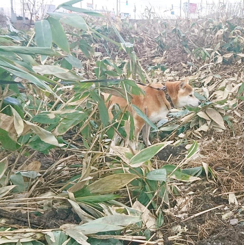 柴犬⭐️サスケのインスタグラム