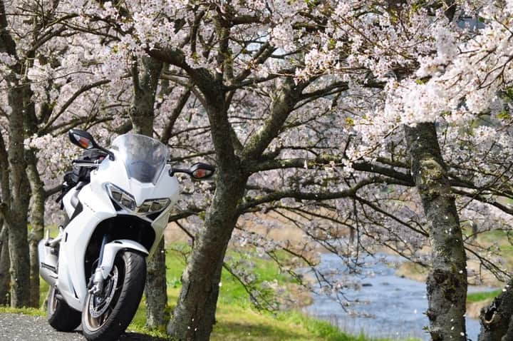 Honda 本田技研工業(株)さんのインスタグラム写真 - (Honda 本田技研工業(株)Instagram)「「散る桜」⠀ .⠀ #写真 #photo #honda #バイク #VFR800F⠀ .⠀ Hondaライダーズボイスより⠀ .⠀ 本アカウントでは、「 #MeandHonda 」をつけてInstagramに投稿された皆さんのHonda製品を取り入れた素敵な写真もご紹介していきます。たくさんのご投稿をお待ちしております。」4月19日 11時00分 - hondajp