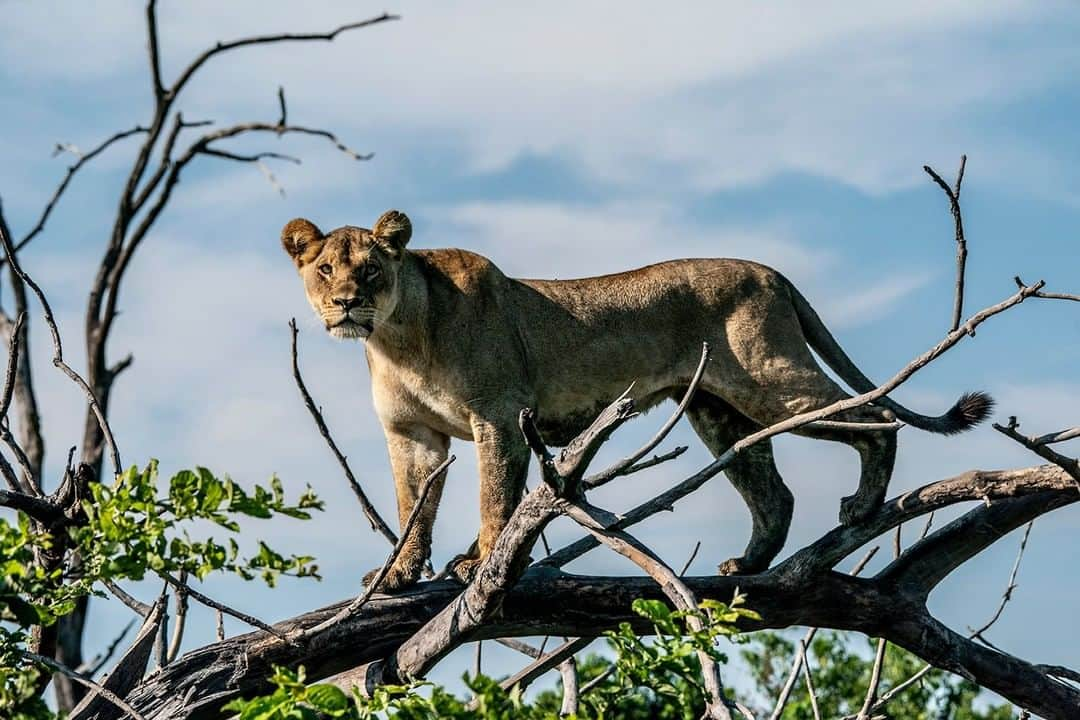 ナショナルジオグラフィックさんのインスタグラム写真 - (ナショナルジオグラフィックInstagram)「Photo by Beverly Joubert @beverlyjoubert | Up where the view is best: While termite mounds are a firm favorite with Okavango lions, giving them a good view over the swampy plains and a vantage point from which to plan an attack, these big cats are increasingly using trees as well. It’s unusual to see lions climbing trees; they’re not built like leopards and can struggle to get down. But lions are always adaptable, and it’s interesting to see how certain populations discover and use new techniques to aid their hunting. The Duba Plains females have always been particularly adaptable in this island environment, using water to their advantage while hunting, and it is largely the females who are beginning to use trees to plan their hunts as well. Perhaps the Duba lions will become known for their tree-climbing abilities as well as their impressive swimming.  #okavangolions #tsaropride #treeclimbinglions #thisismytrophy」4月19日 11時01分 - natgeo