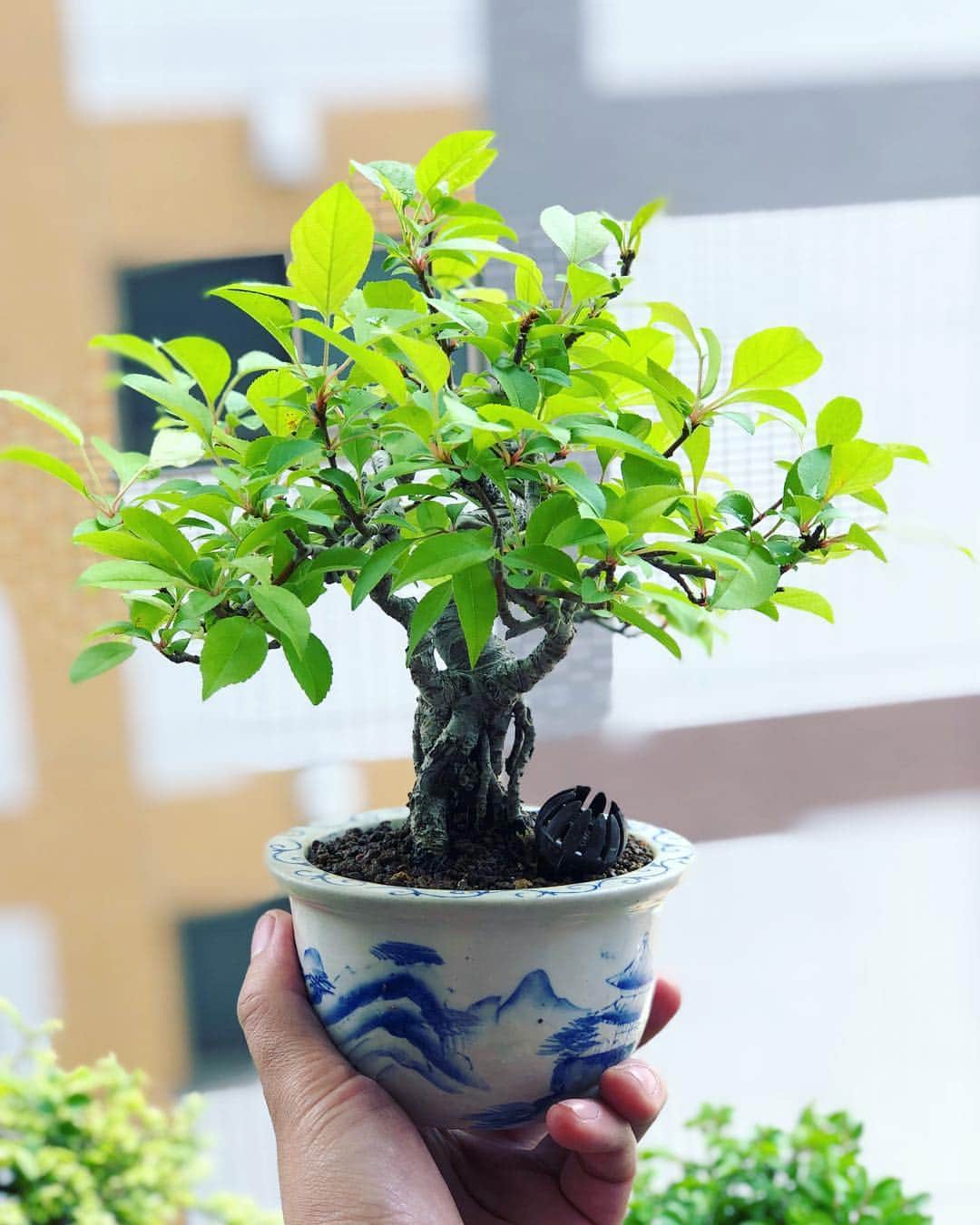 金成公信さんのインスタグラム写真 - (金成公信Instagram)「カイドウ。バラ科リンゴ属。花が咲き実がなるらしい。が、気配なし。葉がきれいだから良しとする。#盆栽 #bonsai #カイドウ #ミヤマカイドウ #plants」4月19日 11時07分 - bonsai_chiba