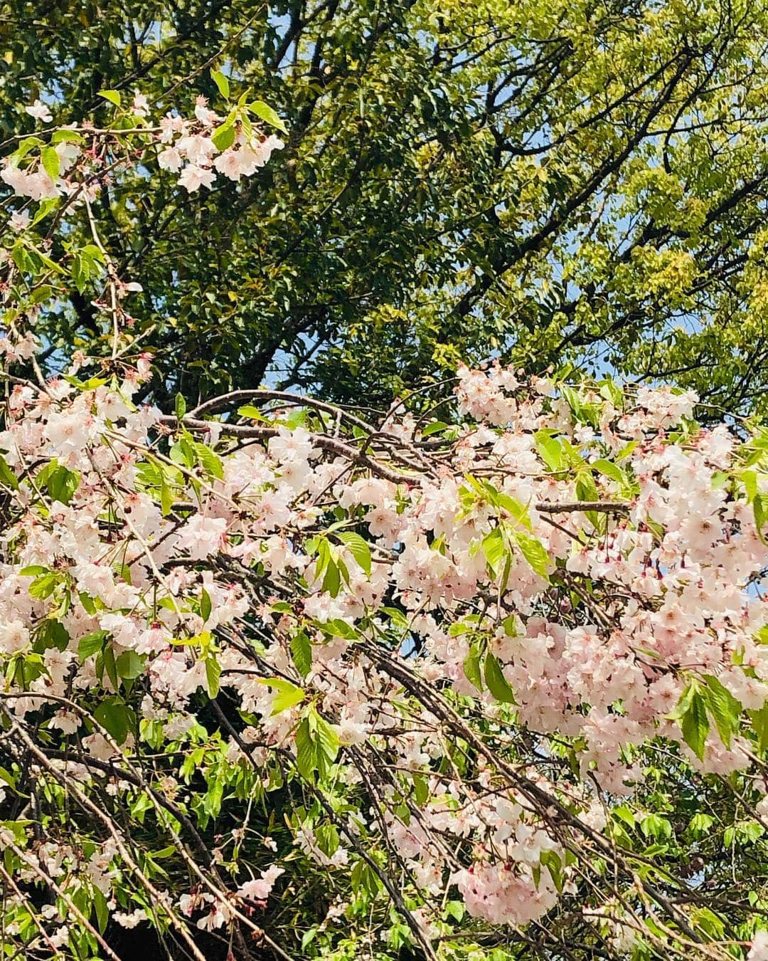 原日出子さんのインスタグラム写真 - (原日出子Instagram)「今日は 夜公演。 お天気もいいので 午前中からお散歩です。 和歌山城公園をゆっくり散策。 桜も名残りですが とても綺麗でした。 いい汗かいて 気分もスッキリです👍 #芝居の旅 #お散歩 #歴史を感じて #和歌山城」4月19日 11時27分 - hara_hideko